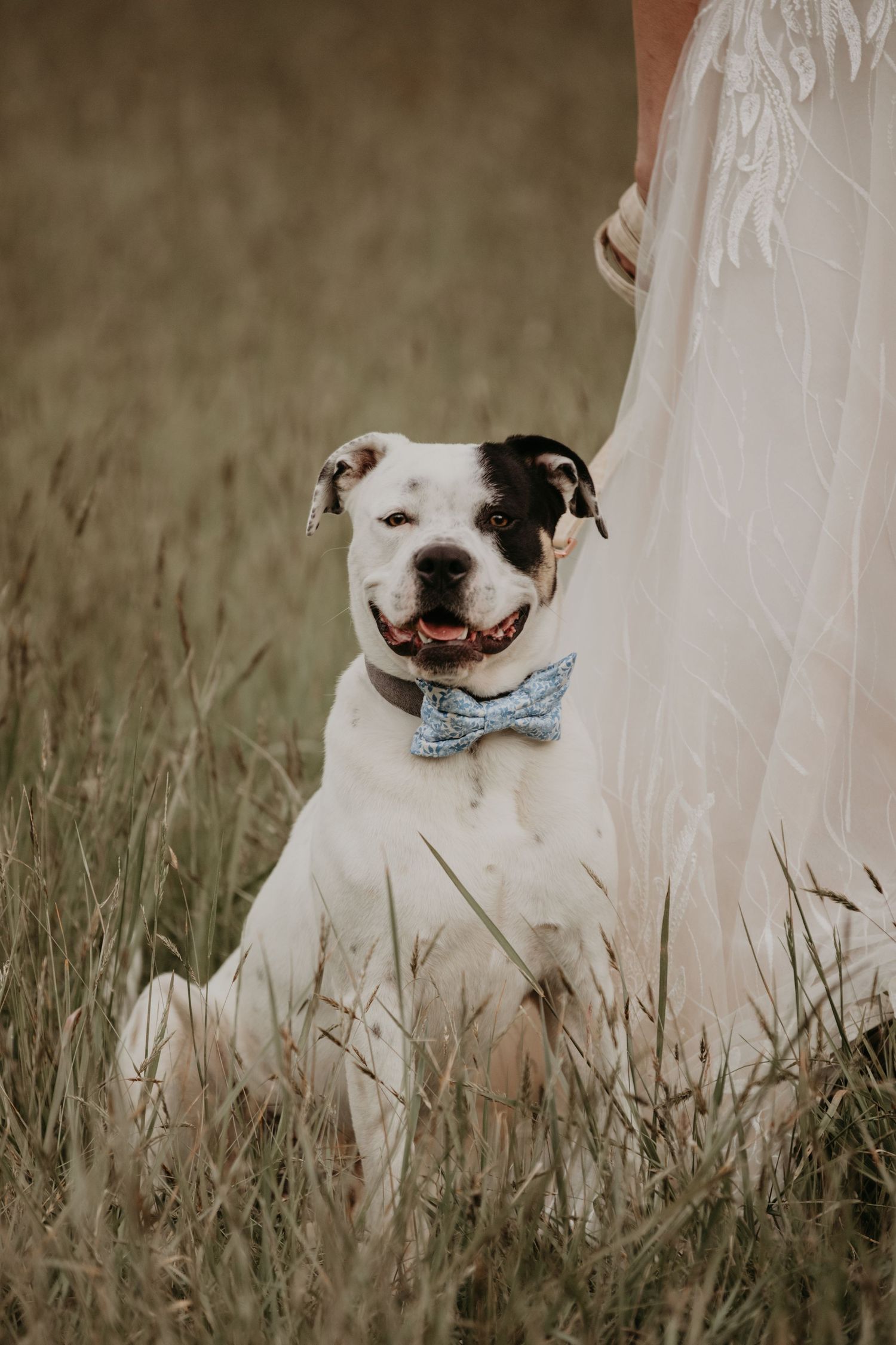 Adorable white and black pit bull wearing a blue bowtie sits in tall grass next to a flowing white dress.