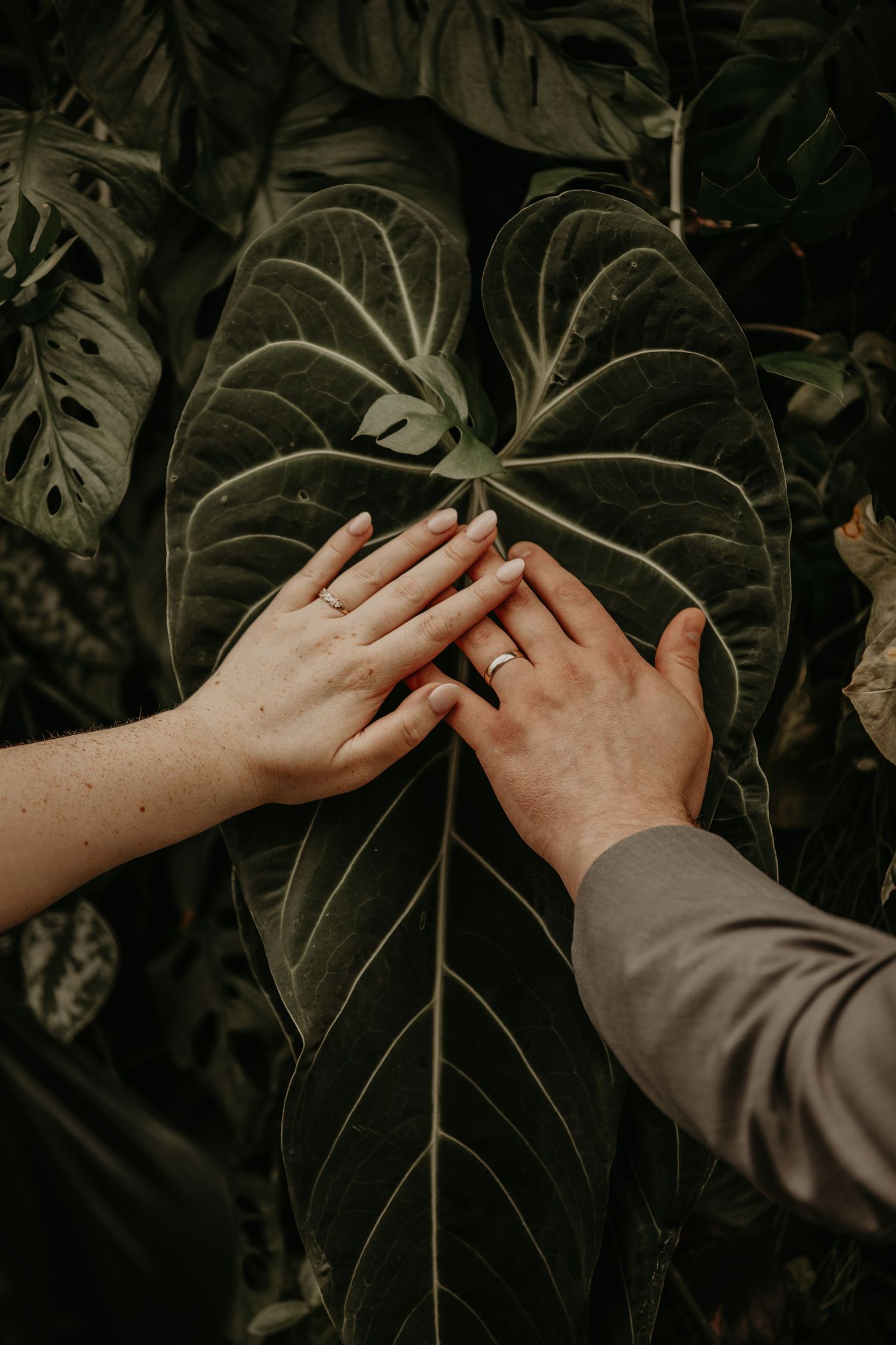 Two hands touch gently on a large dark green philodendron leaf in a moody, romantic garden setting.
