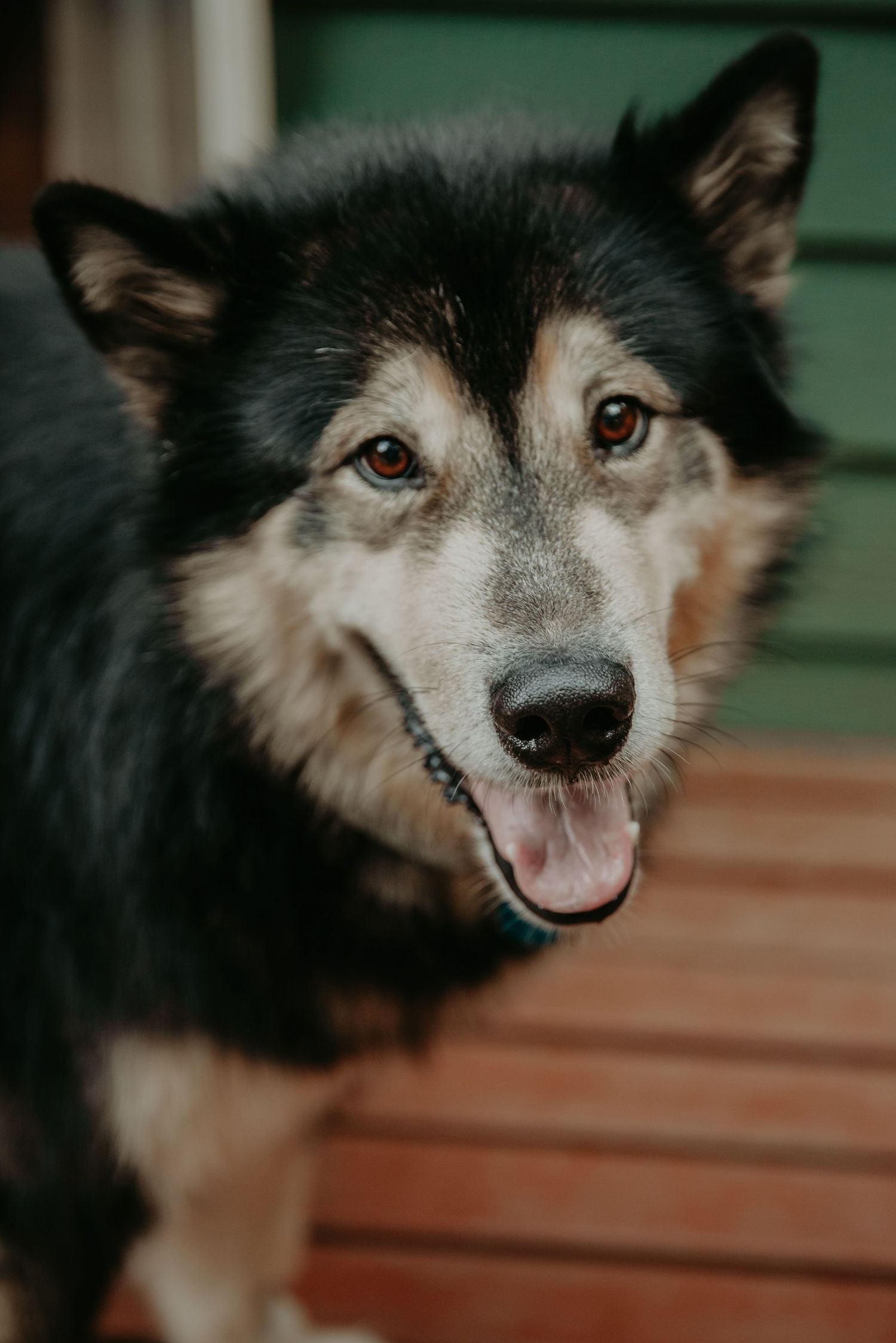 A happy Alaskan Husky dog with black and tan fur smiling at the camera showing its friendly expression.