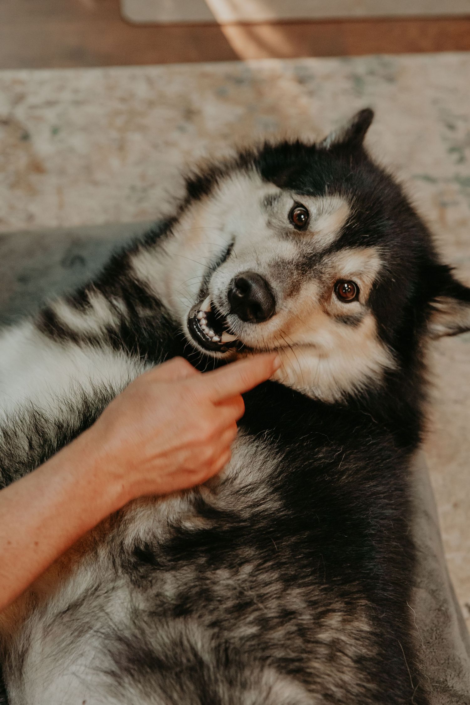 A playful Husky dog being pet on the nose while lying down with a cheerful expression on its face.