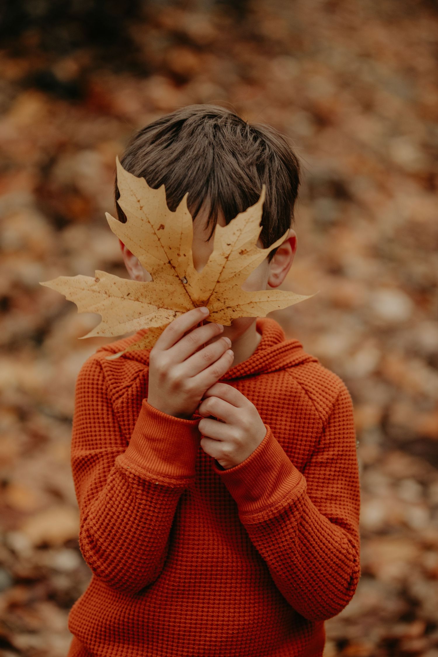 Child in orange sweater holds large autumn maple leaf in front of face while surrounded by fallen leaves on ground.