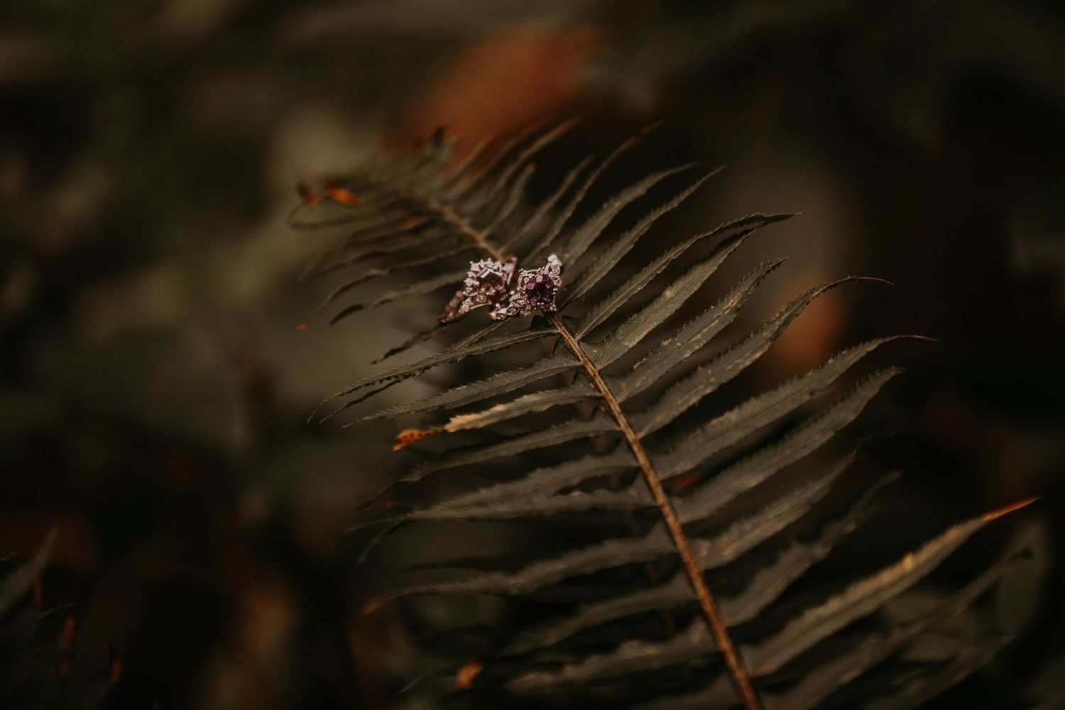 A delicate vintage pink flower rests on a dark brown fern frond in moody lighting.