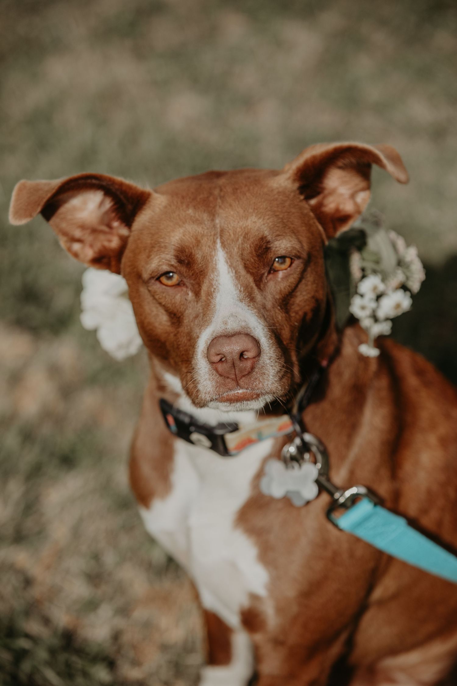 Brown and white pit bull wearing floral collar and blue leash looks directly at camera with alert expression.