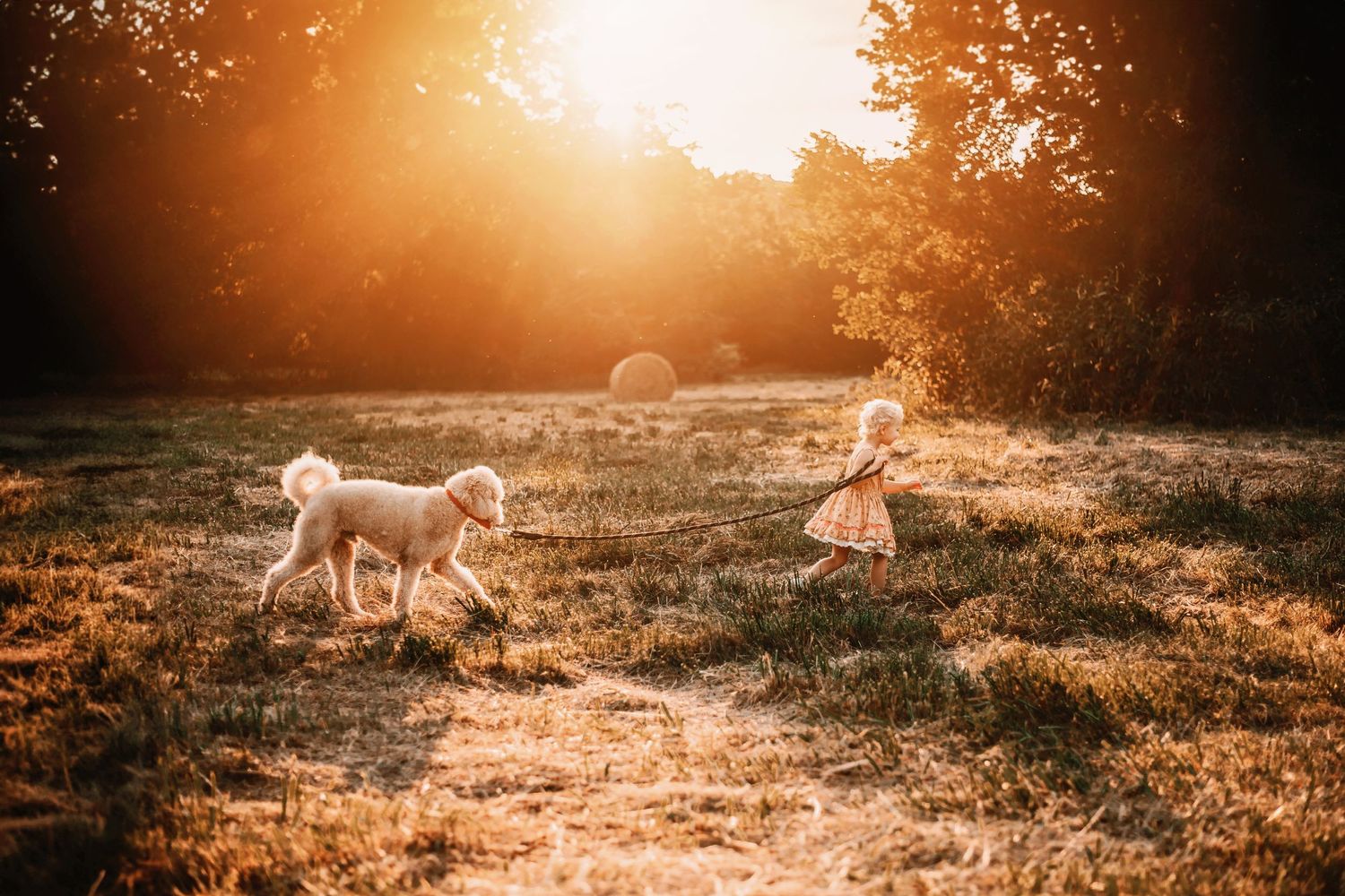 Child in dress runs with white dog through sunlit meadow at golden hour.