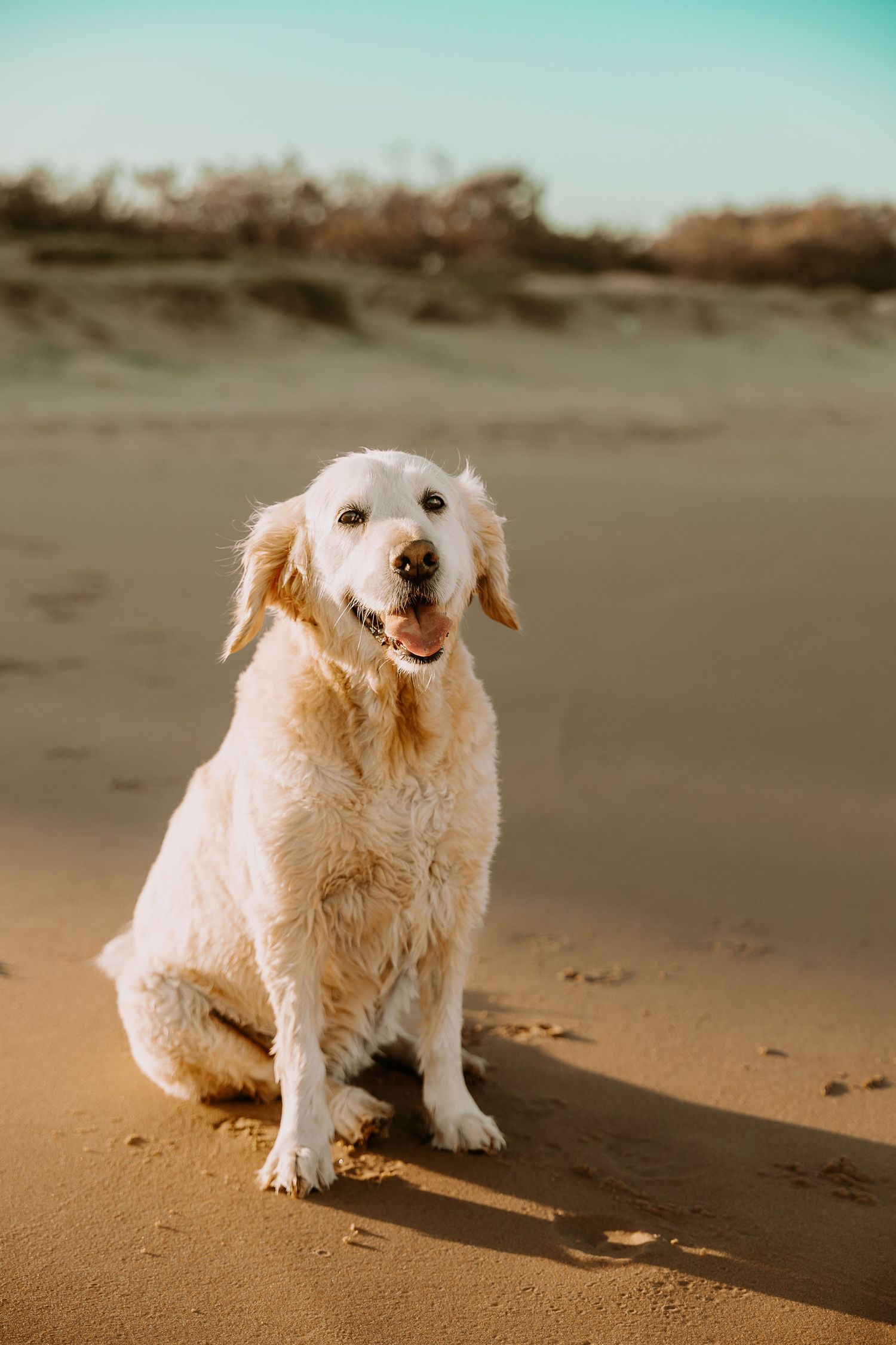 Happy golden retriever sitting on sandy beach during sunset with turquoise sky in background.
