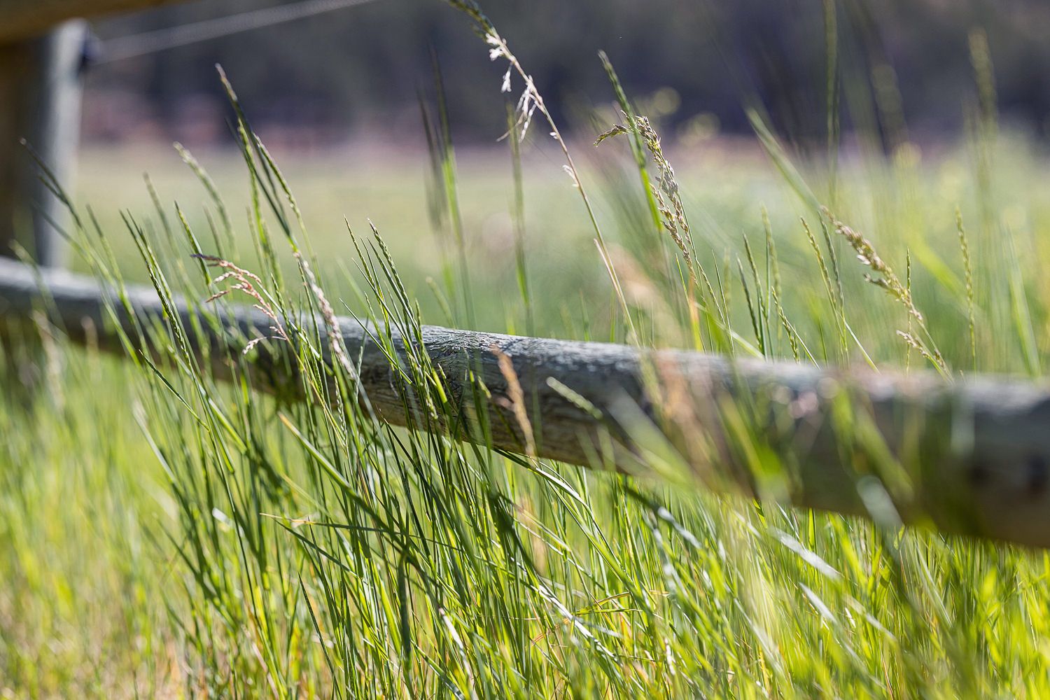 Tall grass growing wild beside a wooden fence in soft natural lighting.