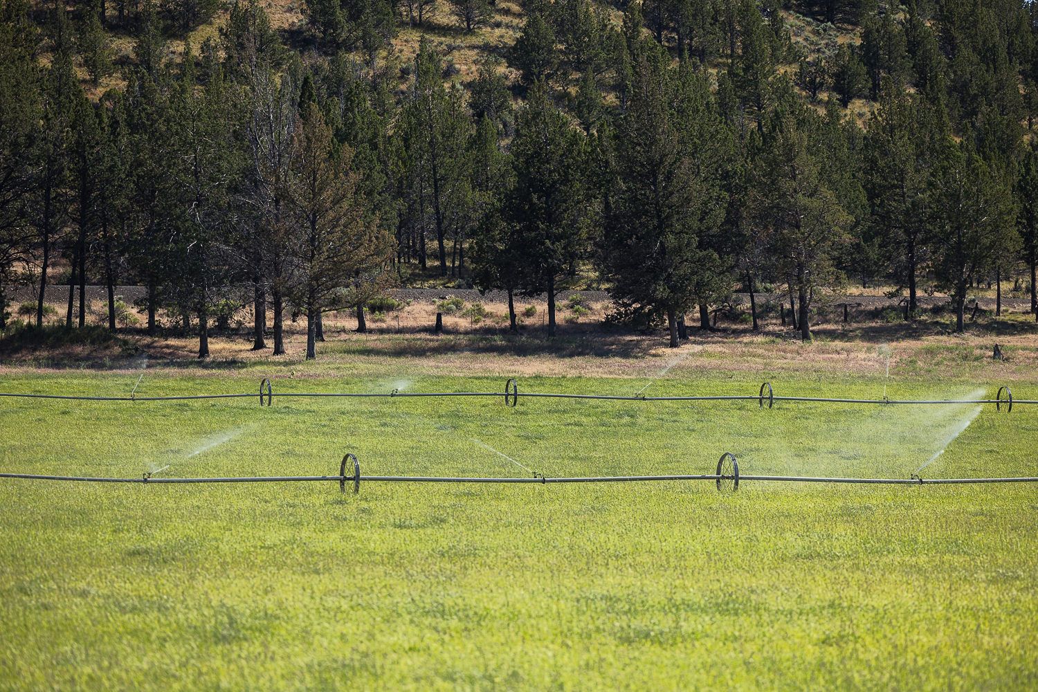 Sprinkler irrigation system waters a lush green field bordered by pine trees on a hillside.