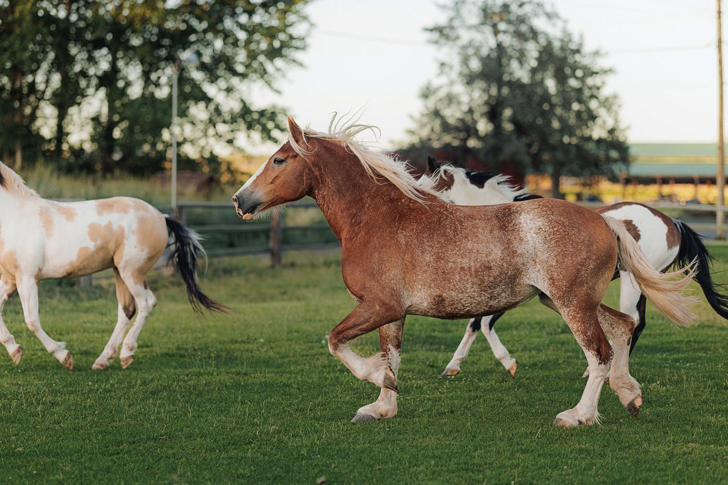 Two beautiful draft horses gallop across a lush green pasture with trees in the background.