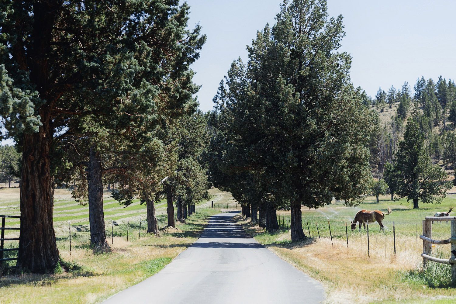 A scenic tree-lined rural road stretches into the distance with green fields visible on both sides.