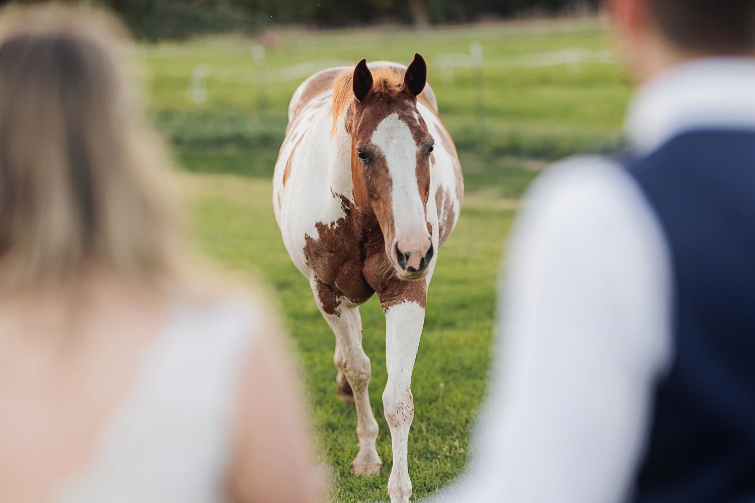 Horses grazing in a pastoral field behind a wedding couple during an outdoor ceremony.