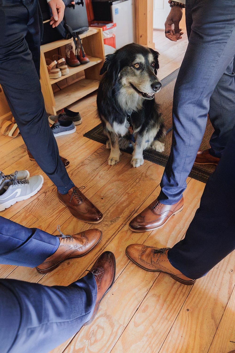 Black and white dog watches curiously as someone shines a pair of brown leather dress shoes on wooden floorboards.