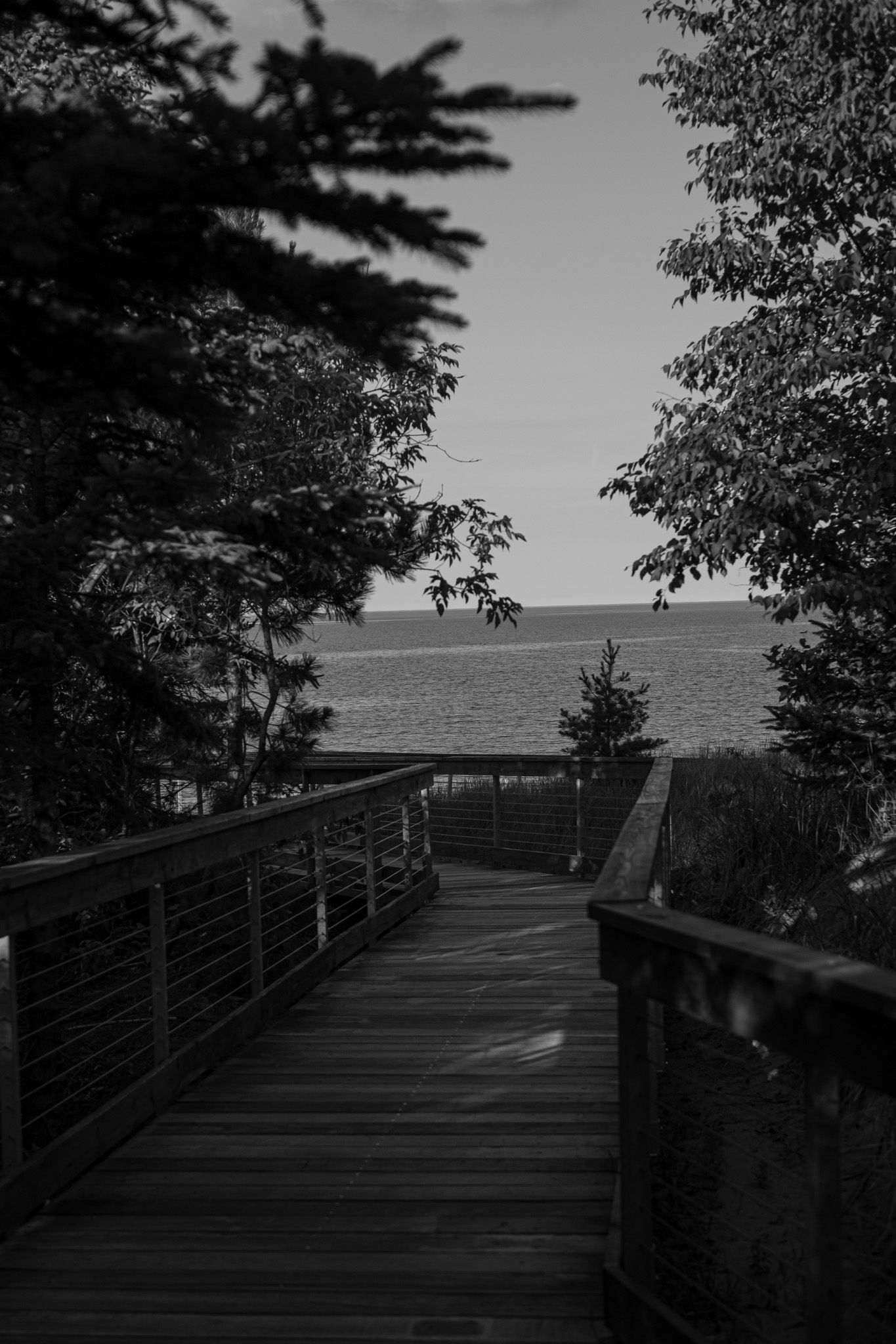 Black and white wooden boardwalk path leading to ocean view through trees at sunset.