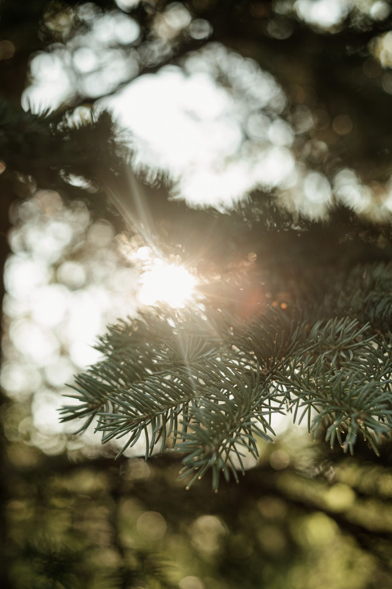 Sunlight filters through evergreen pine needles creating a dreamy bokeh effect in nature.