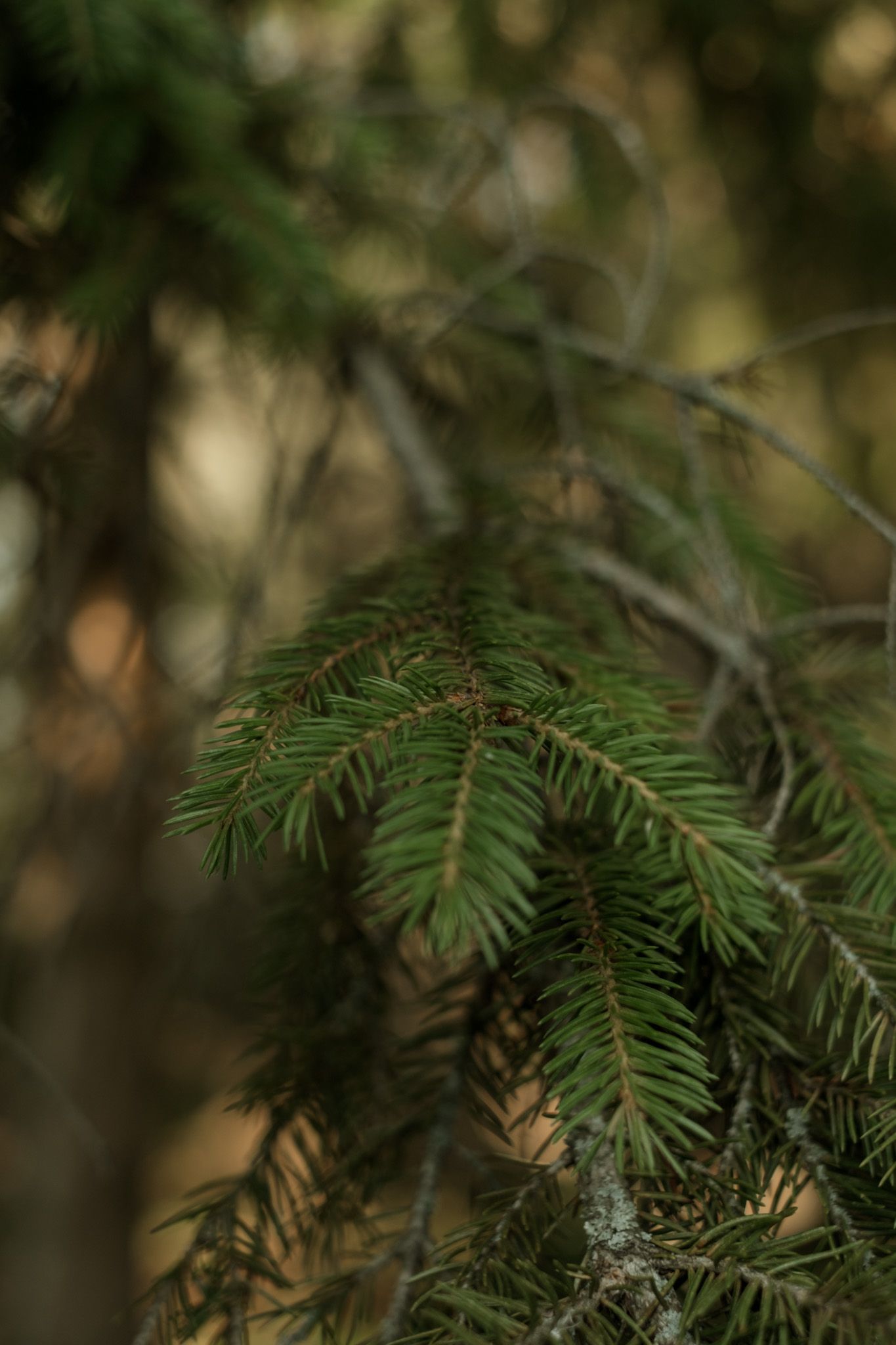 Close-up view of evergreen pine needles with soft bokeh effect in natural forest lighting.