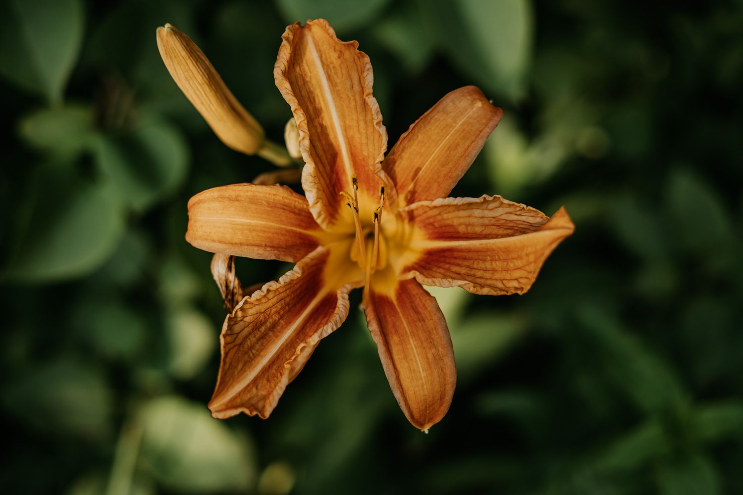 A group of orange daylily flowers in bloom against a dark green garden background, showing multiple blooms in sequence.