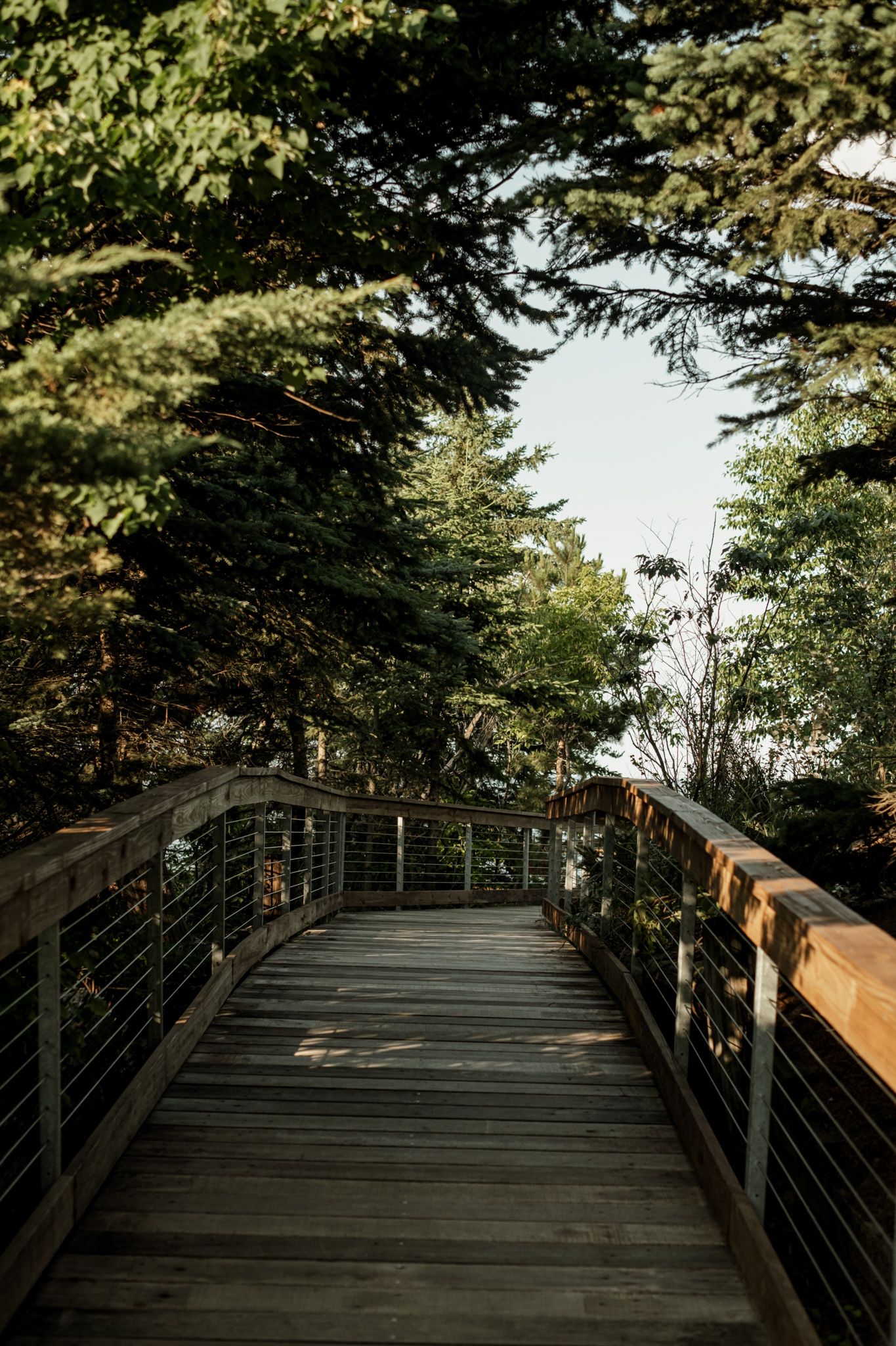 A wooden boardwalk path winds through lush evergreen trees with modern metal railings in a tranquil forest setting.