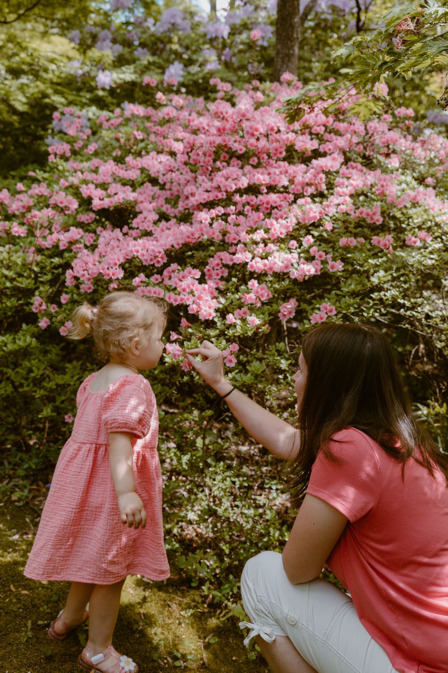 A series of connected photos showing pink azalea bushes blooming in a garden with figures interacting among the flowers.
