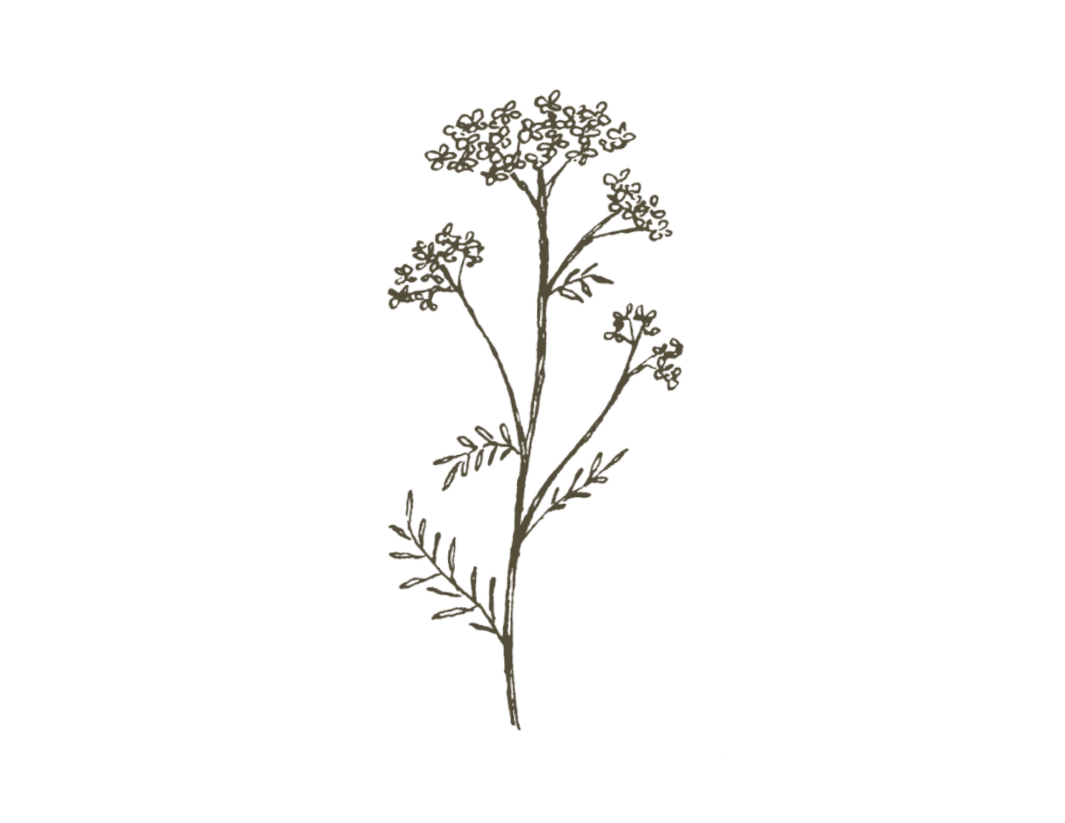 Detailed botanical illustration depicting a slender plant stem with clustered flowers and feathery foliage.