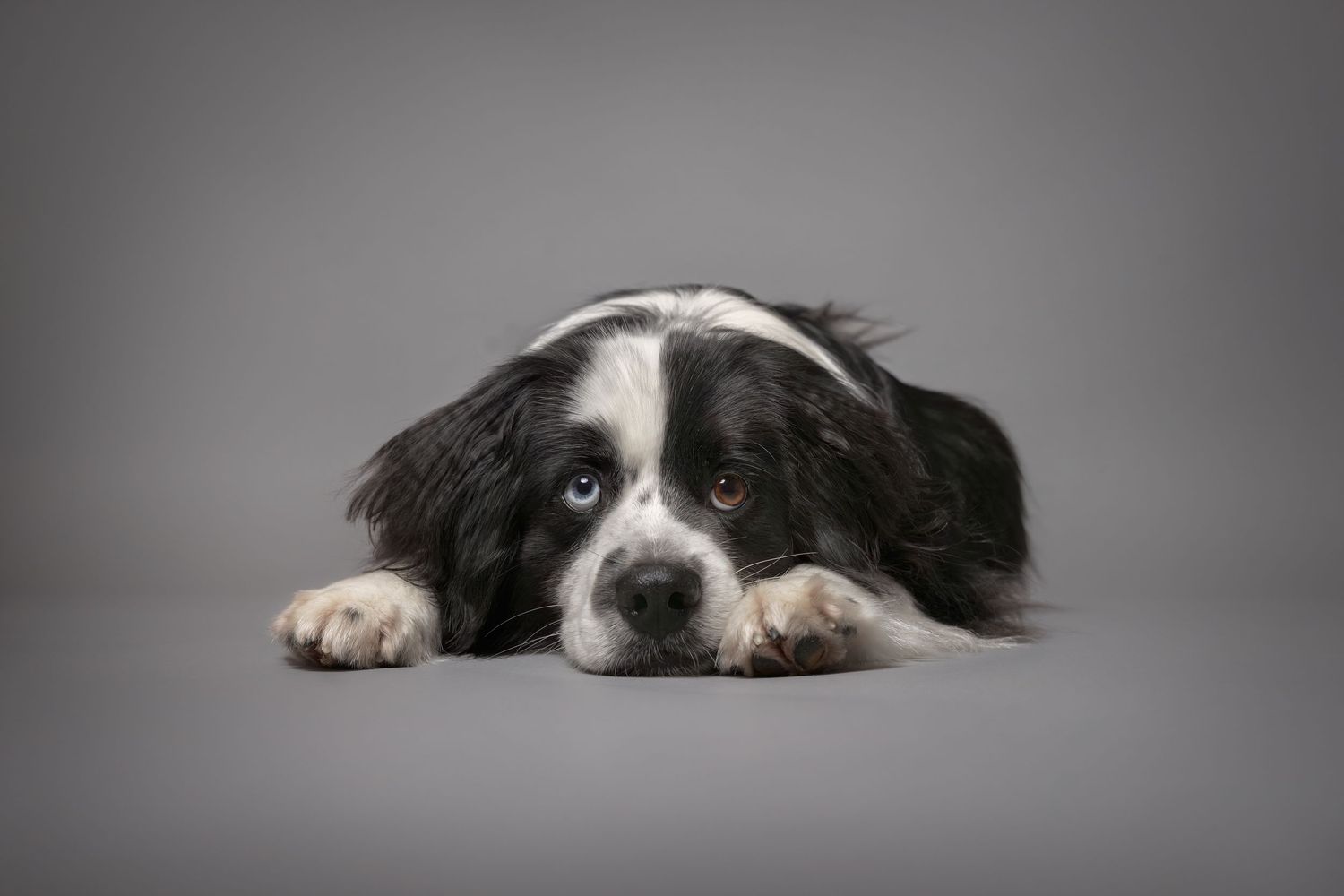 Australian Shepherd dog laying down with head resting on studio floor against gray background. Taken by Dog Photographer in Vancouver.