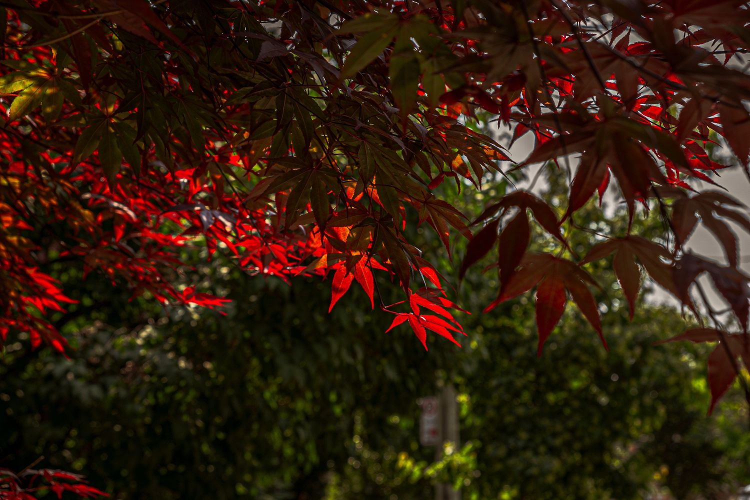 Vibrant red Japanese maple leaves contrast against dark green foliage in a garden setting.