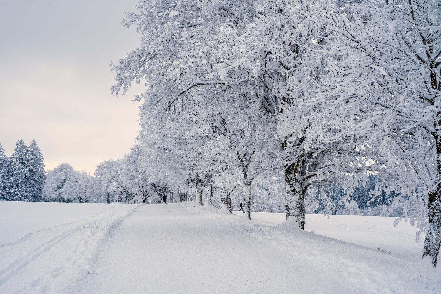 A snow-covered winter path winds through frosted trees with a soft gray sky in the background.