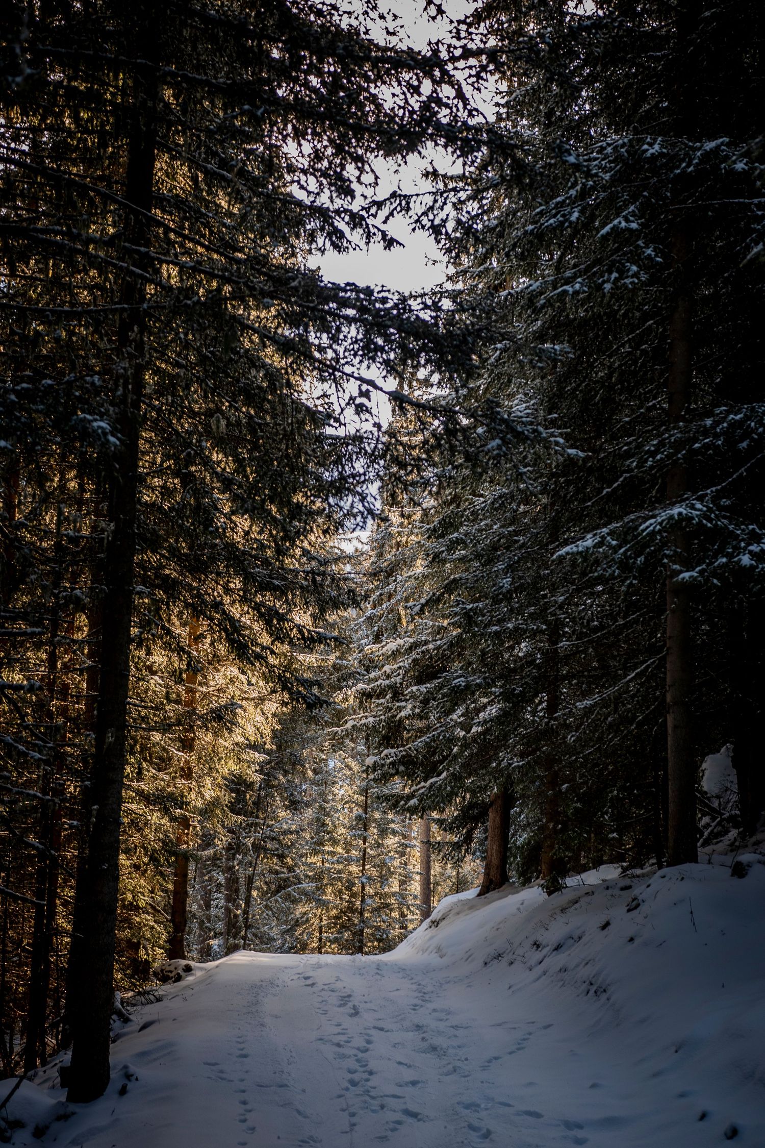 A snow-covered hiking trail winds through a dense forest of evergreen trees with sunlight filtering through branches.