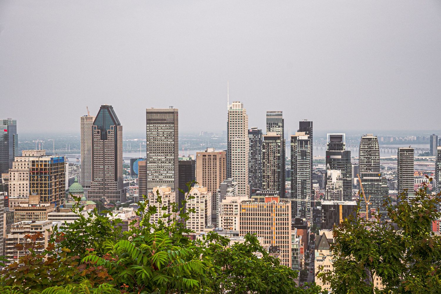 Panoramic view of Montreal's downtown skyline with modern skyscrapers and Mount Royal park's lush greenery in summer.
