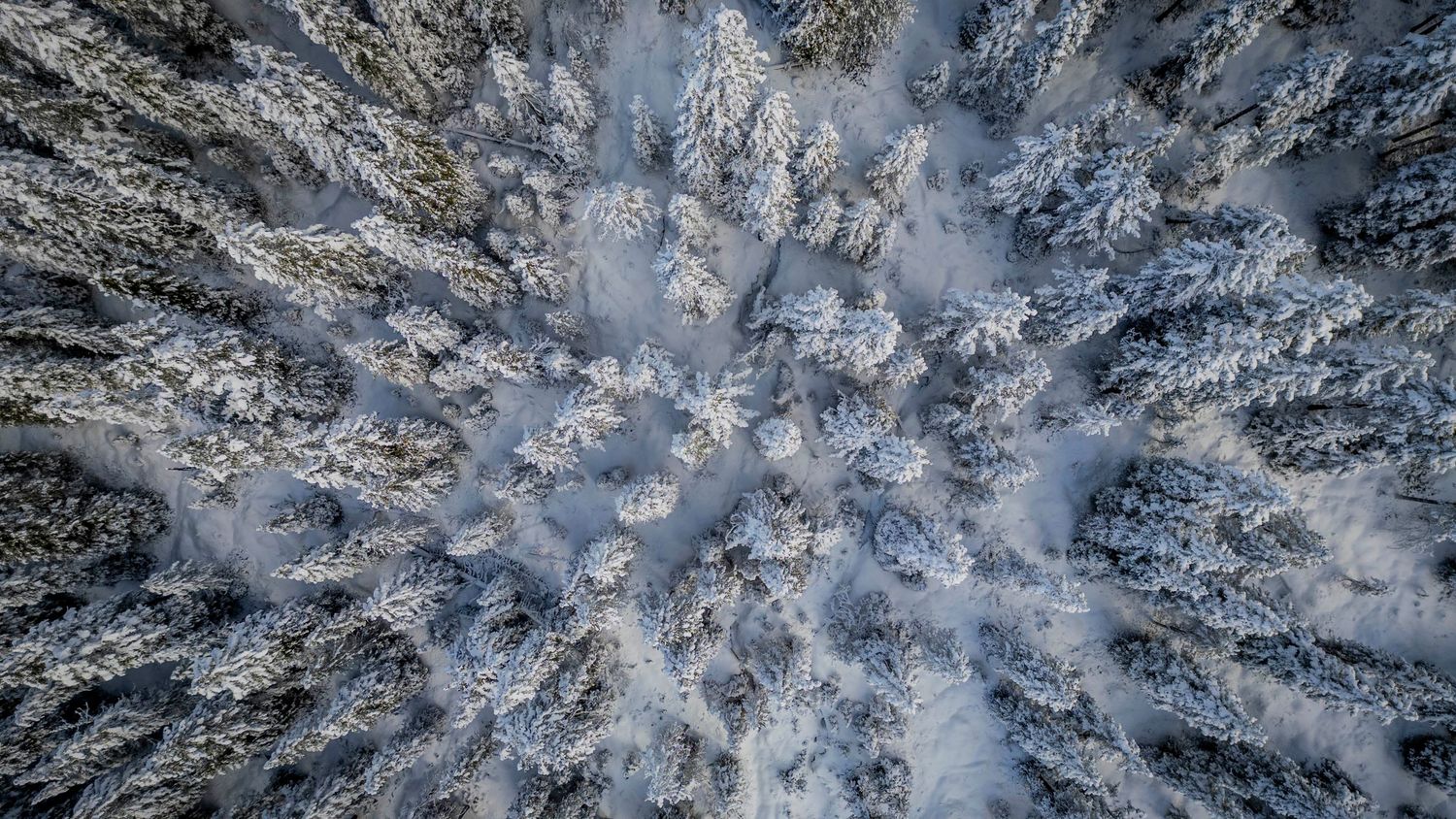 Aerial winter view of snow-covered forest with frost-dusted pine trees creating a mesmerizing pattern from above.