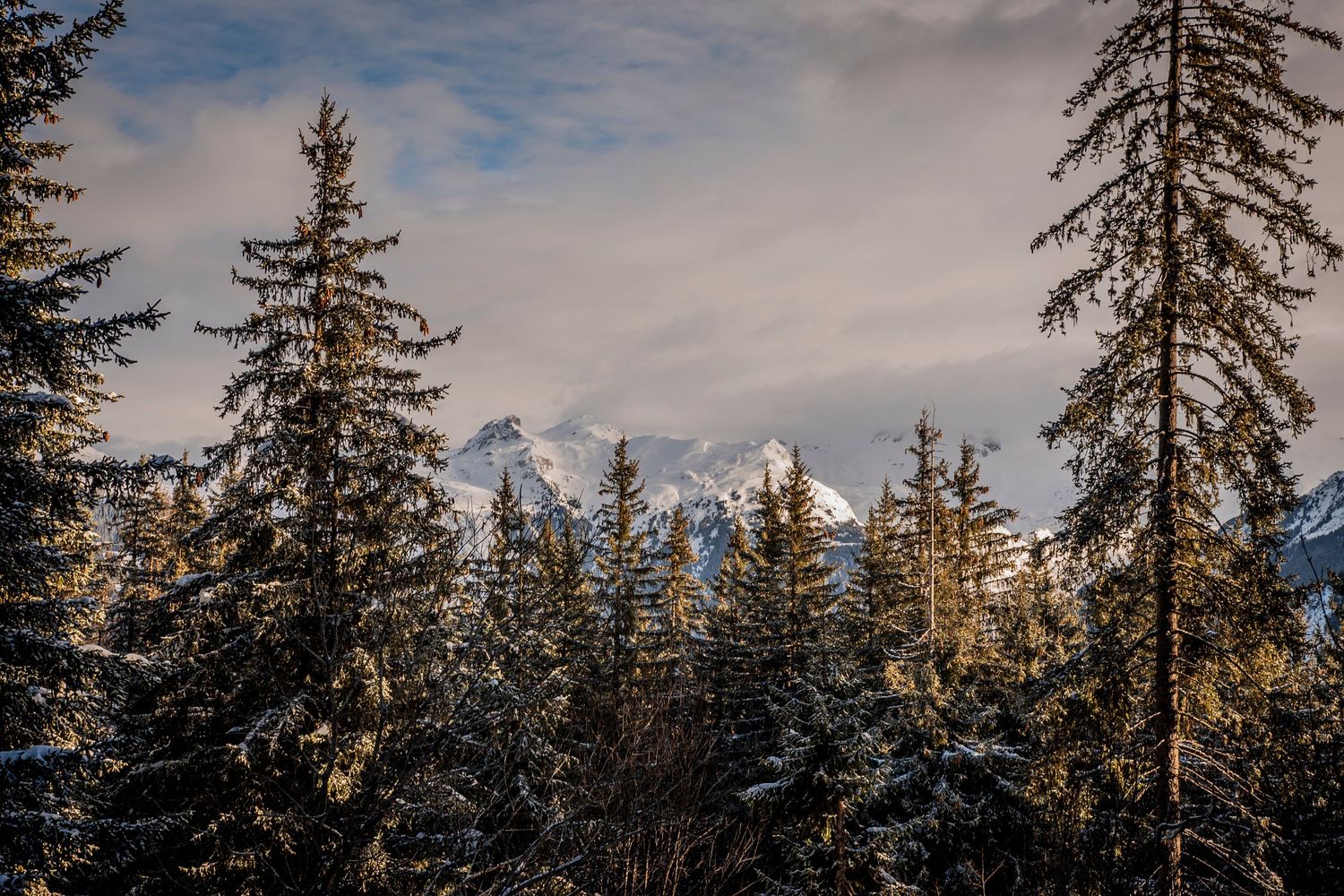 Snow-covered evergreen trees frame distant mountain peaks against a cloudy winter sky at sunset.