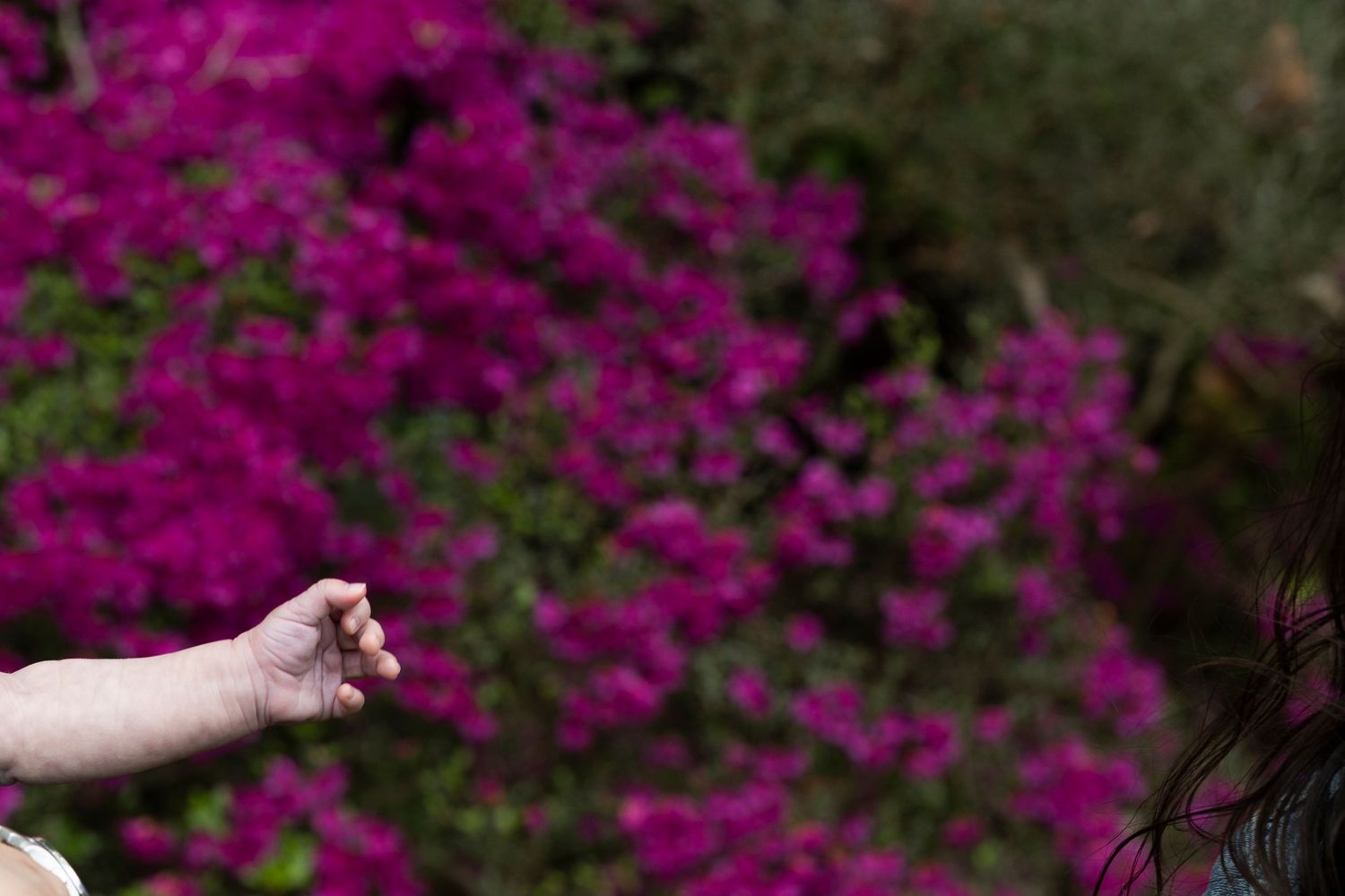 Beautiful magenta flowers bloom against a dark background creating a vibrant spring garden display.