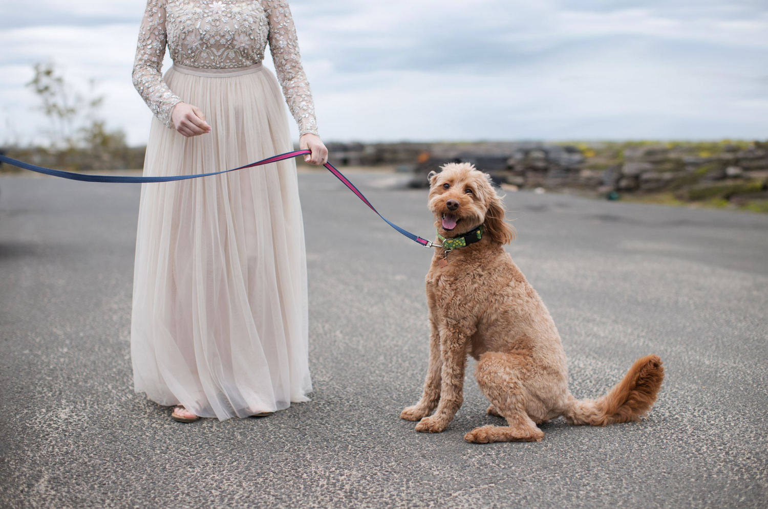 A goldendoodle dog sits obediently on a paved road next to someone wearing a flowing cream-colored dress.