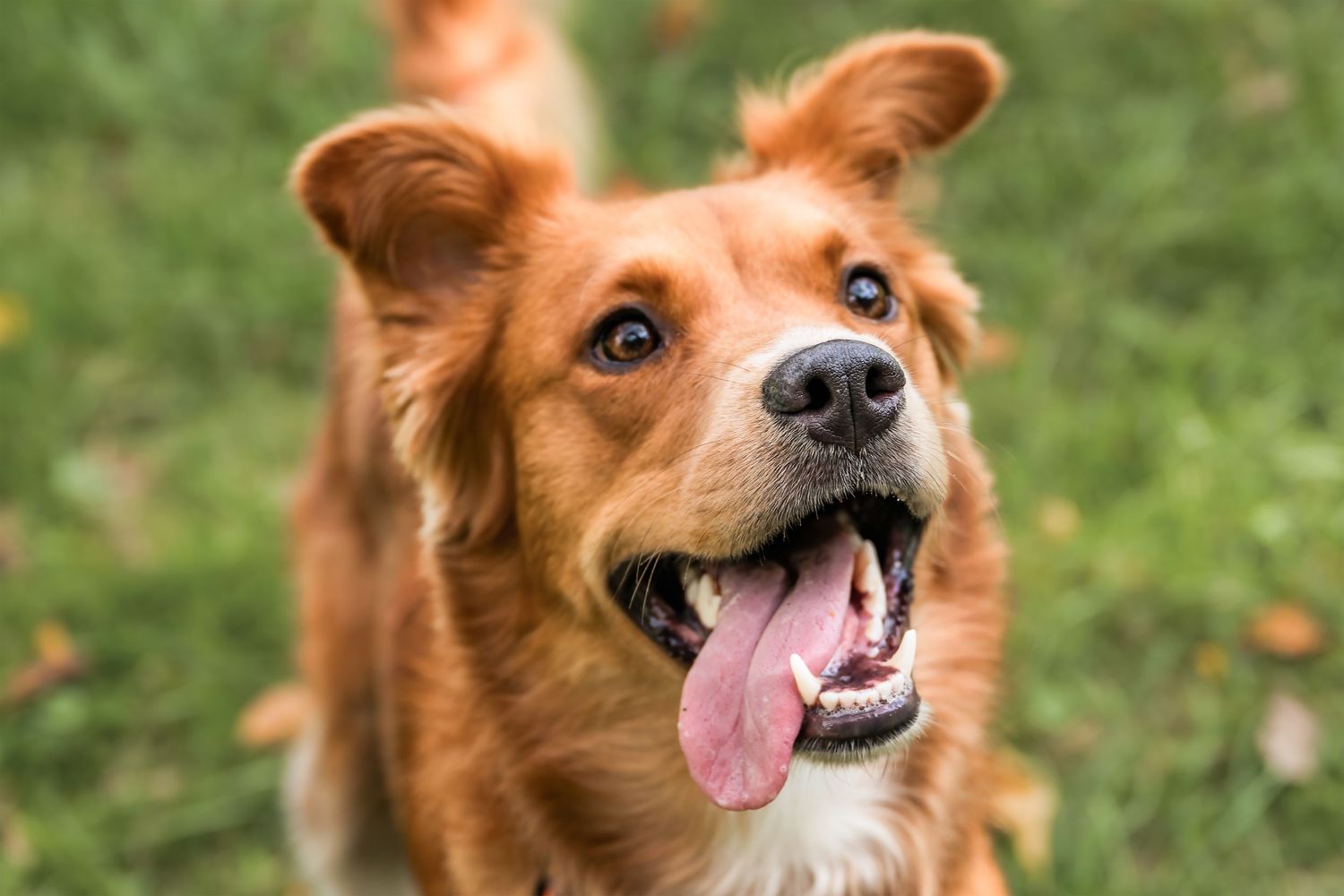 A happy golden-brown dog with floppy ears smiles at the camera with tongue out against a green outdoor background.