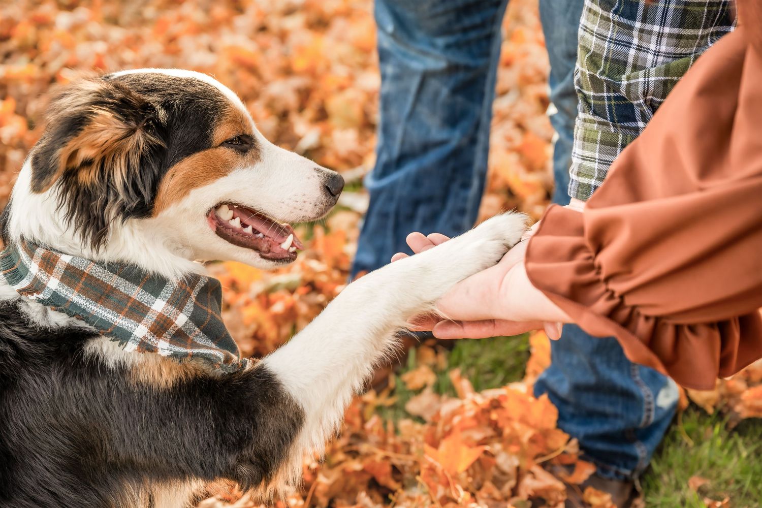 Australian Shepherd dog gives high five with paw to person against background of orange autumn leaves.