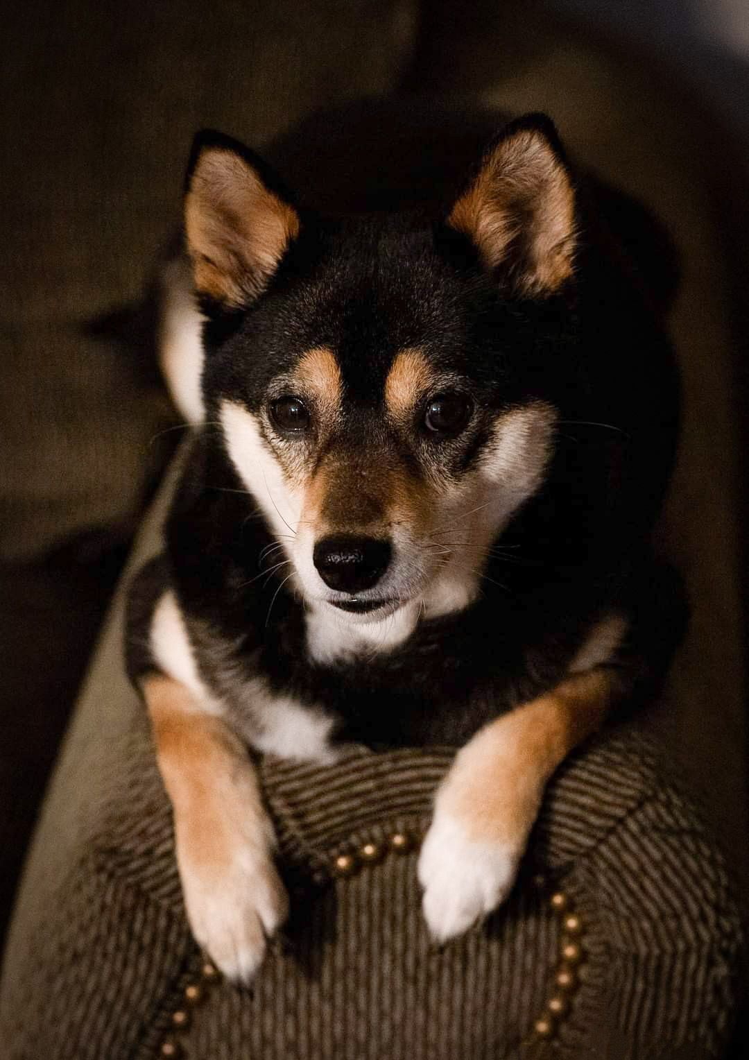 A Shiba Inu dog with black and tan fur rests on a brown textured couch with decorative studs.