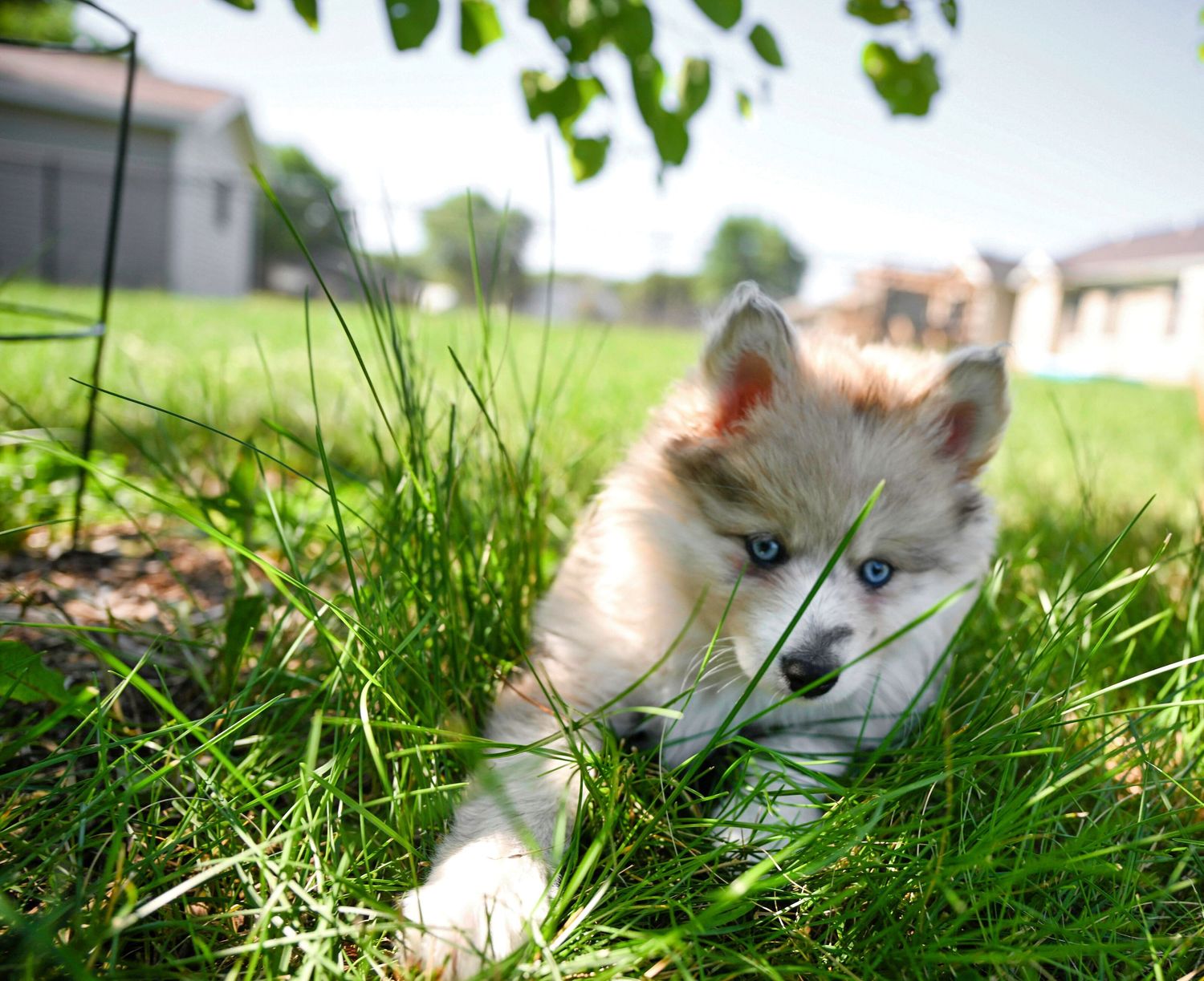 A fluffy white cat with blue eyes lies contentedly in tall green grass on a sunny day.