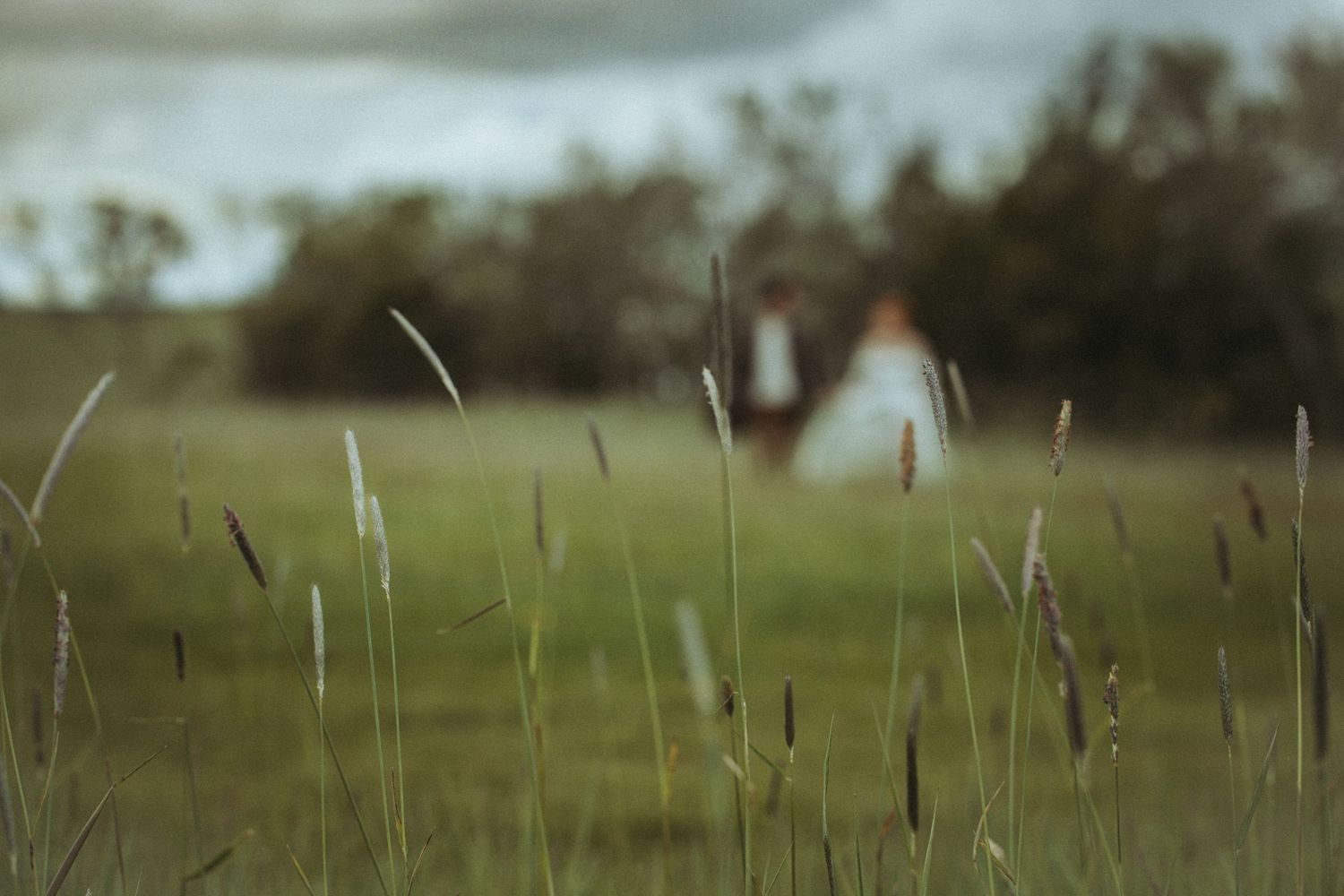 Rolling hills of tall green grass sway gently in the breeze against a cloudy countryside sky.