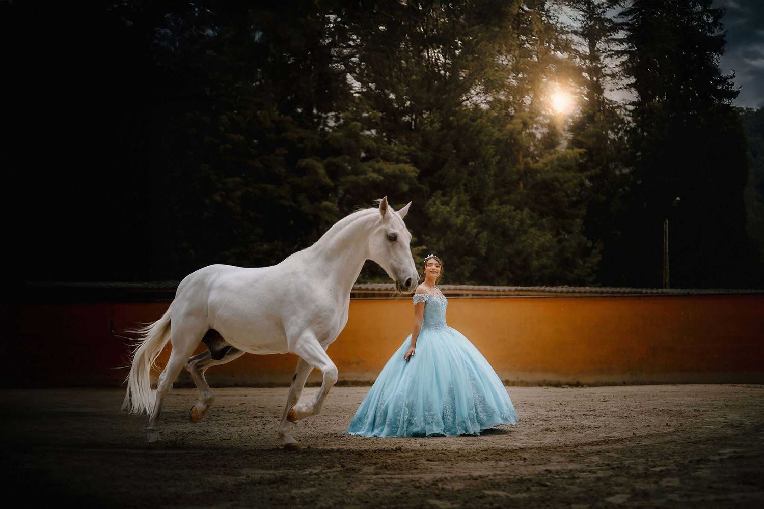 White horse walking in a golden sunset glow with evergreen trees in the background.