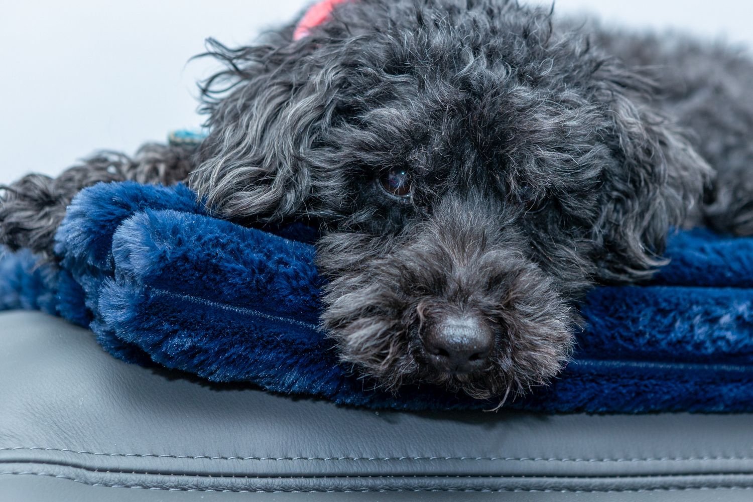 Photographers dog Buddy