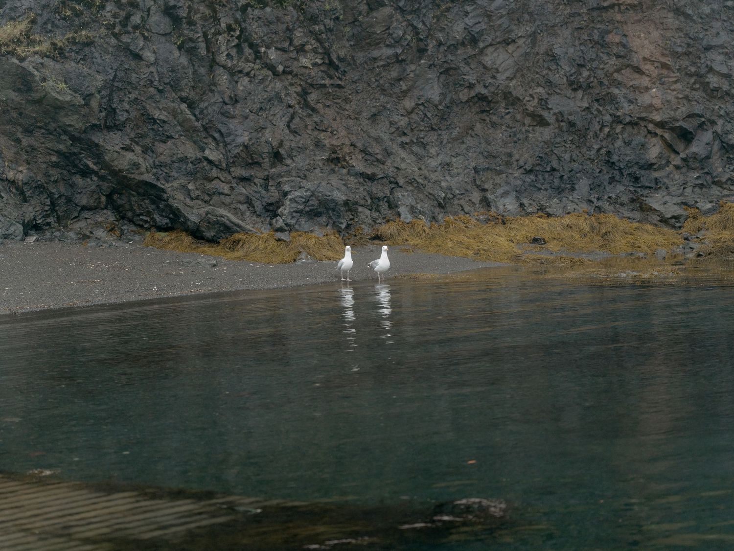 Two seagulls stand on rocky shoreline near turquoise water and stone cliffs in a dramatic coastal landscape.