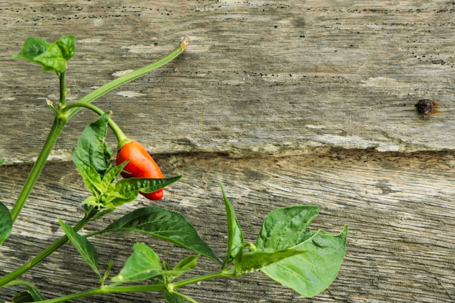 photo d'épice: plant de piment