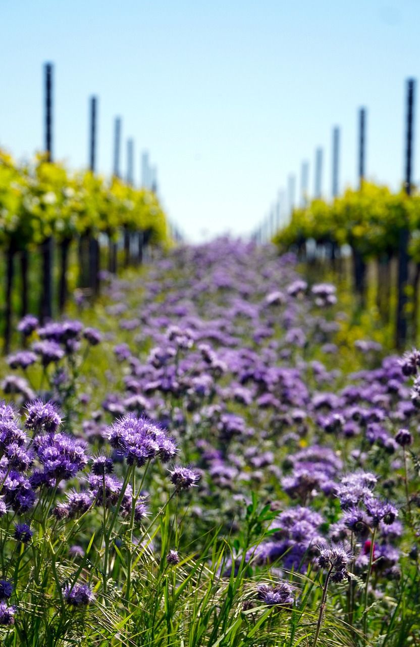 photo d'un vignoble avec une rangée enherbée et fleurie