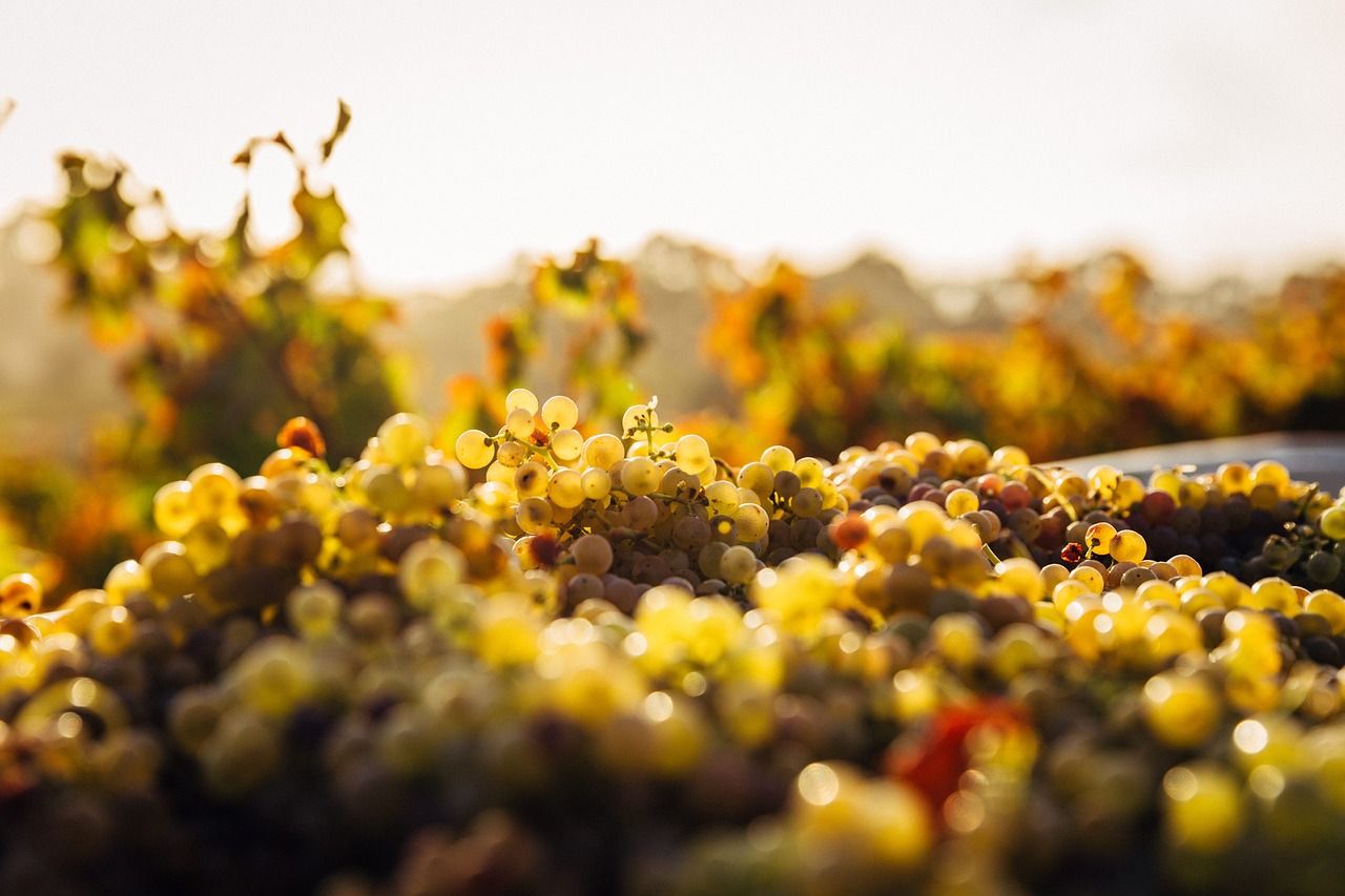 photo de raisin blanc en caisse de vendanges