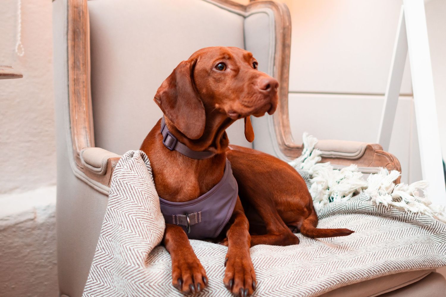 A Vizsla dog wearing a gray harness rests comfortably on a white chair.