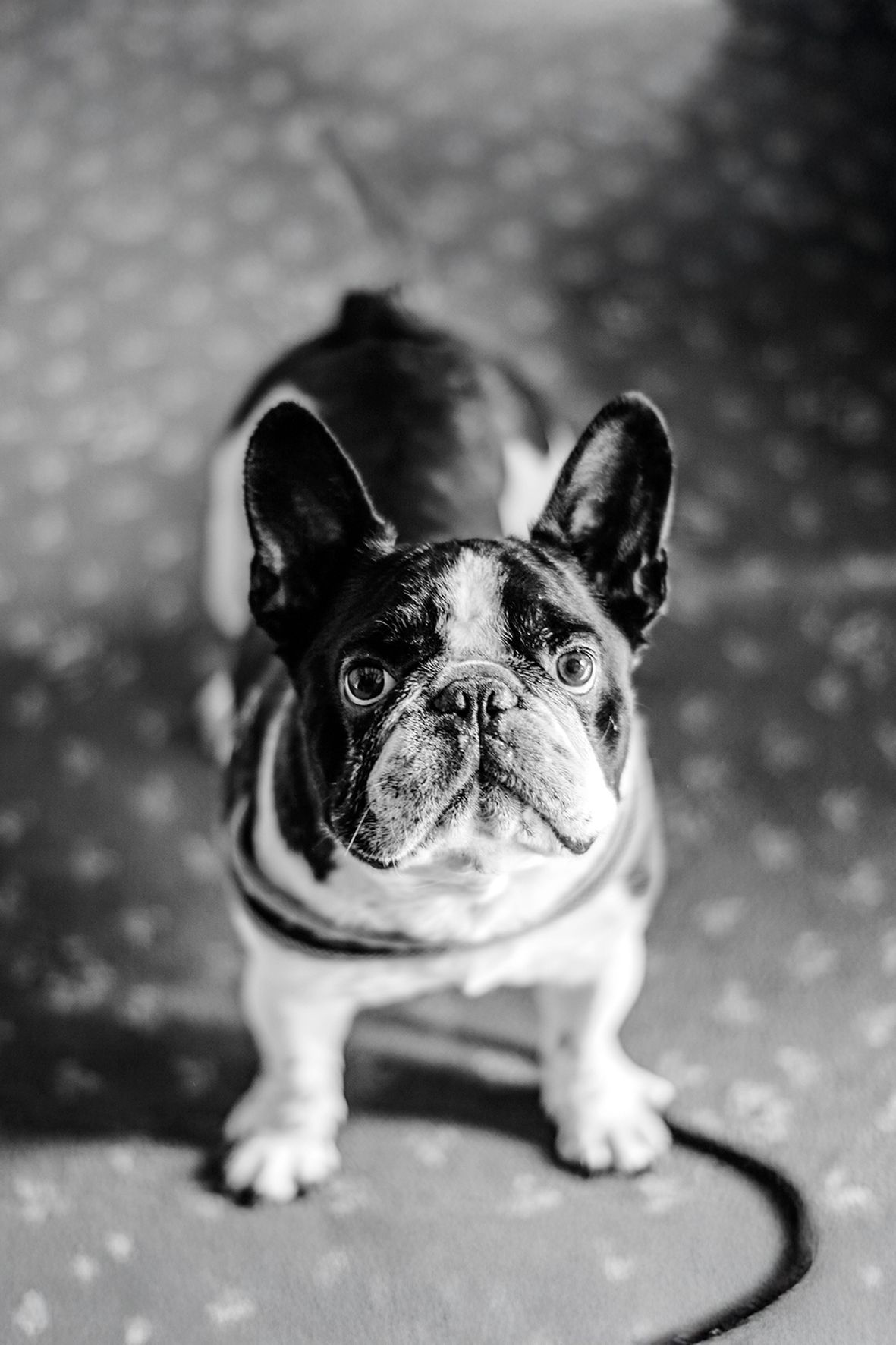 Black and white photo of a French Bulldog with distinctive markings looking up at camera while standing on leash.