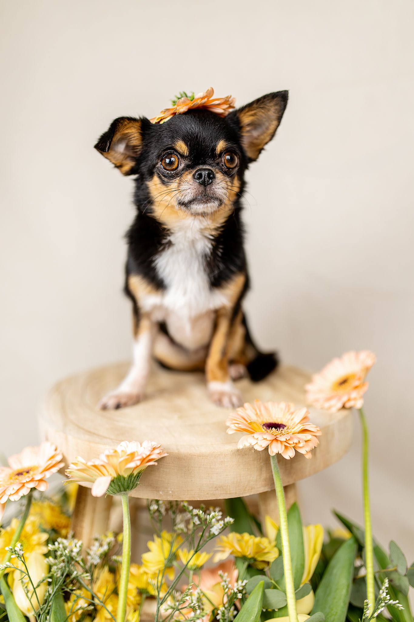 Photo en studio d’un chien entouré de fleurs, ambiance douce et naturelle mettant en valeur l'animal et la beauté des fleurs.