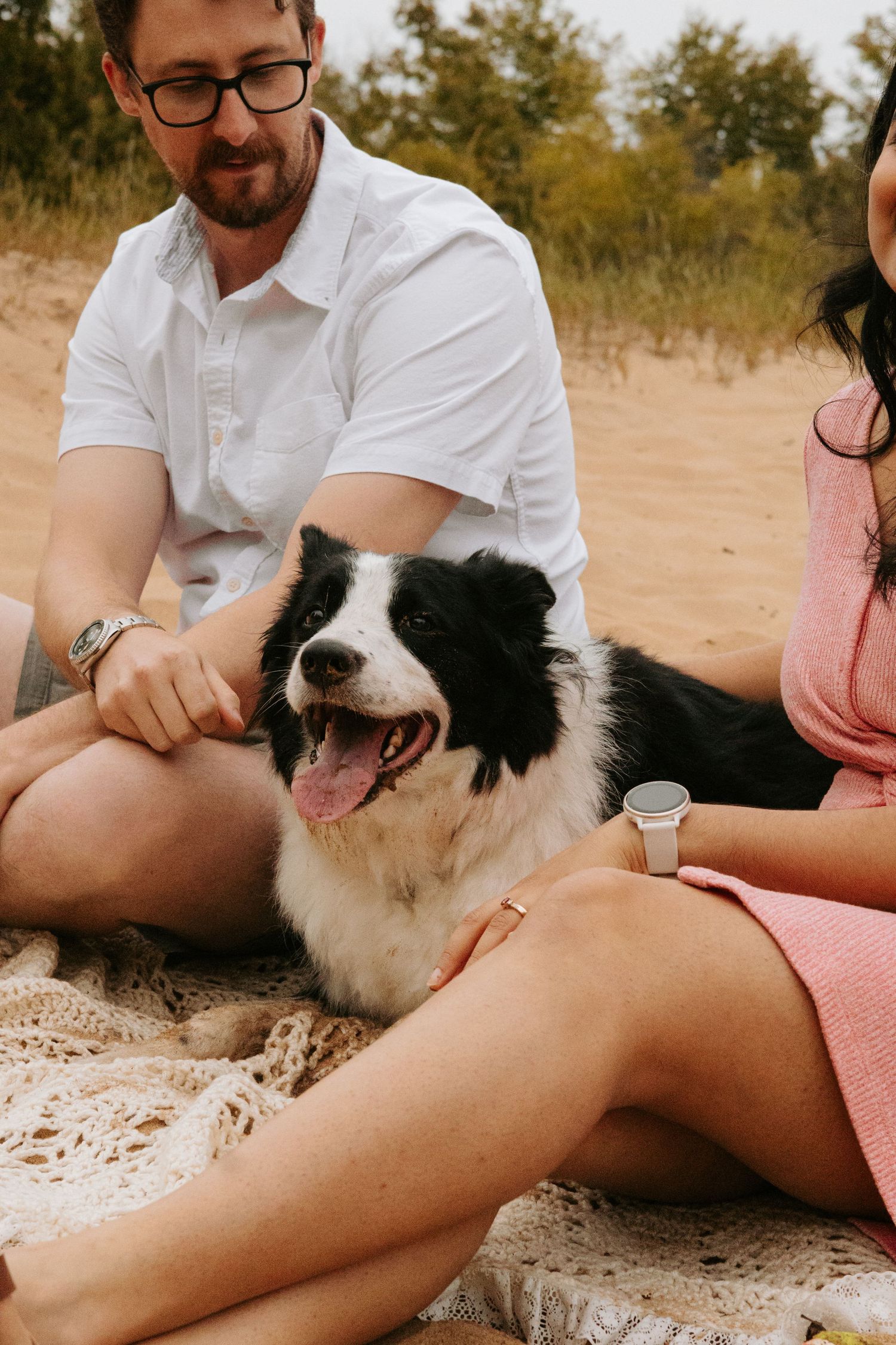A black and white Border Collie puppy being petted while resting on someone's lap outdoors in warm natural lighting.