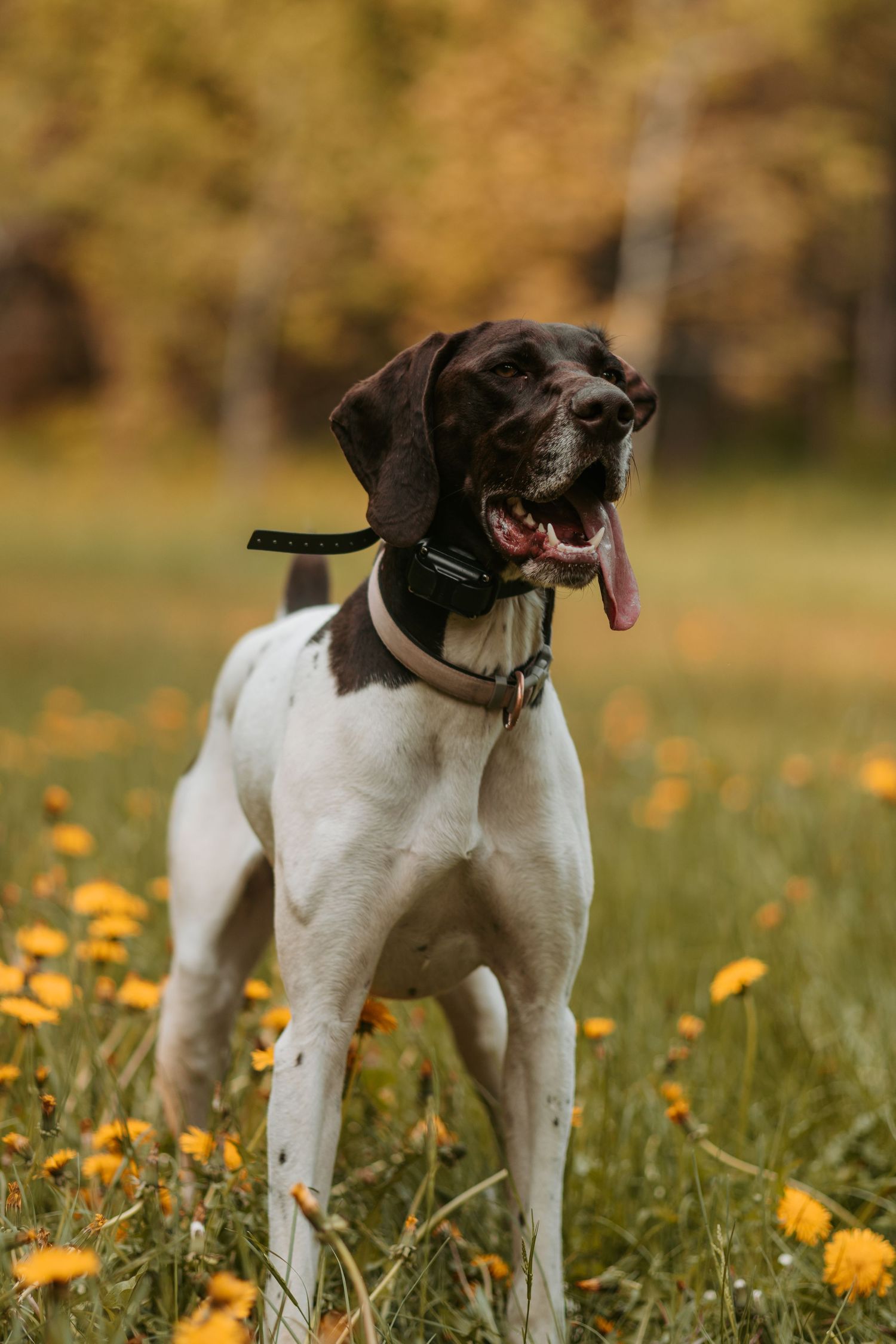 Black and white pointer dog with collar stands alert in yellow wildflower field during autumn season.
