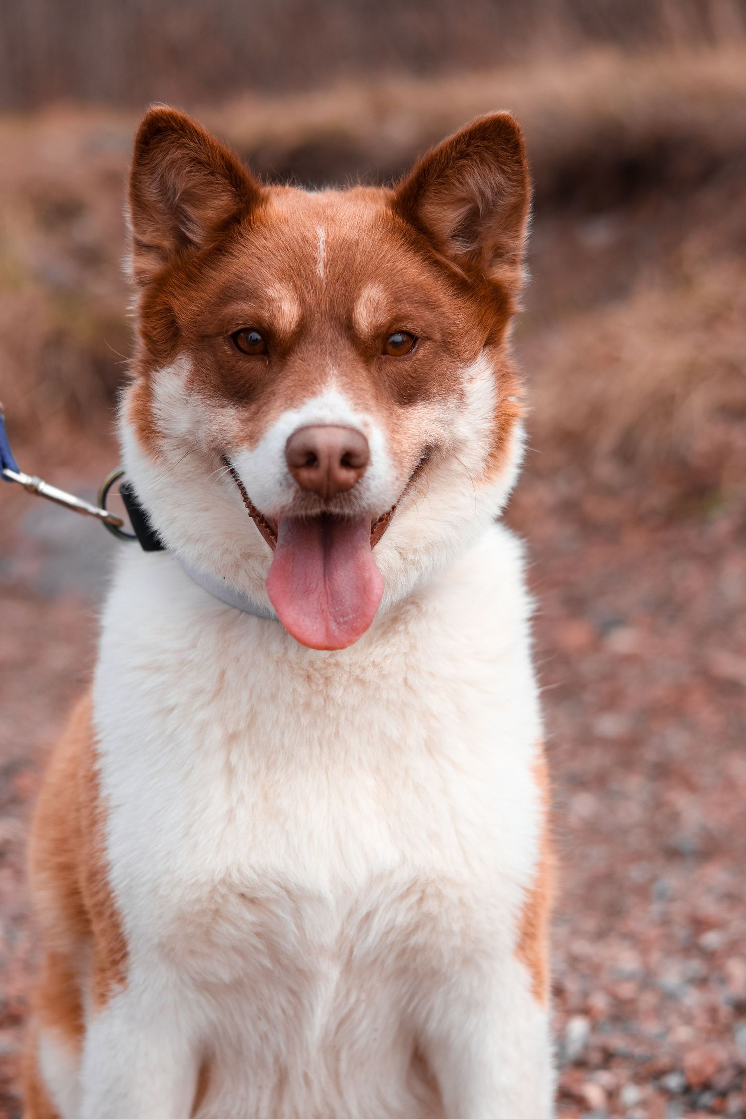 A happy brown and white mixed breed dog with pointy ears and a pink tongue sticks its tongue out while on a leash.