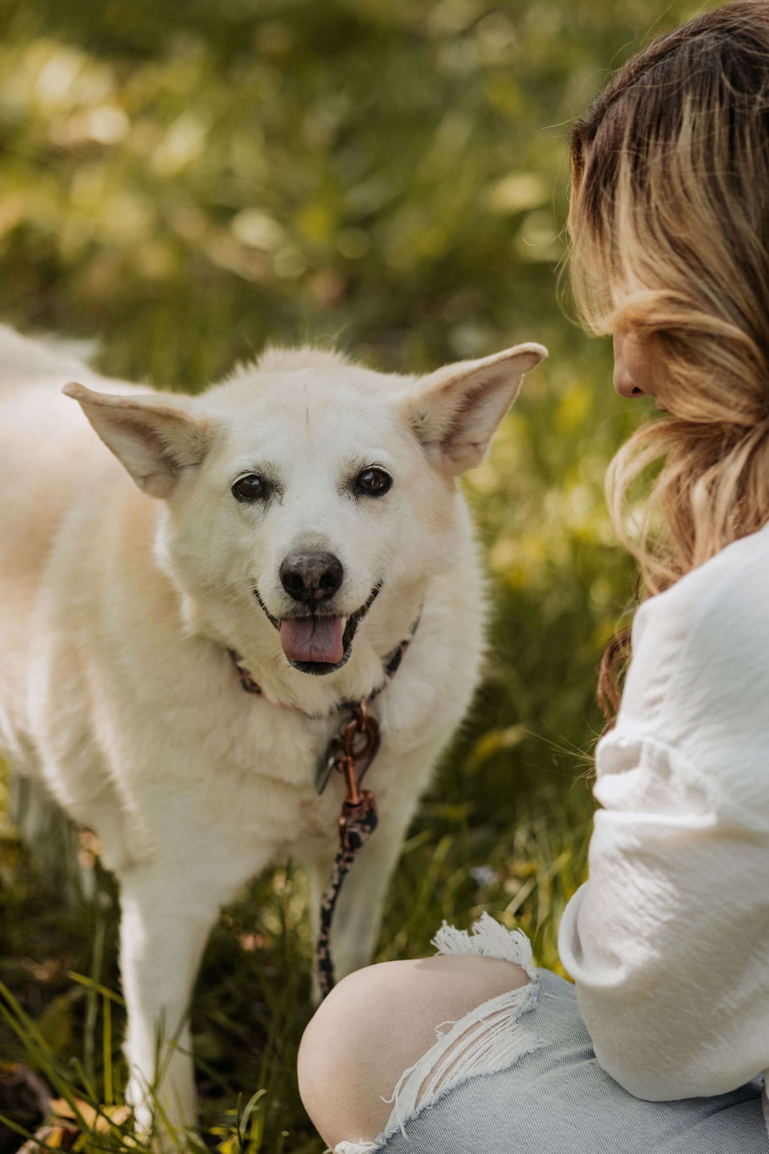 Sequence of photos showing a happy white dog interacting with someone on a grassy outdoor setting.