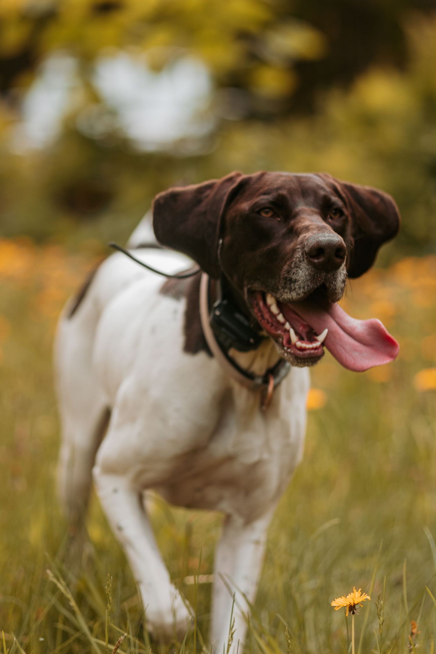 Black and white dog running playfully through autumn field with blurred grass and leaves in background.